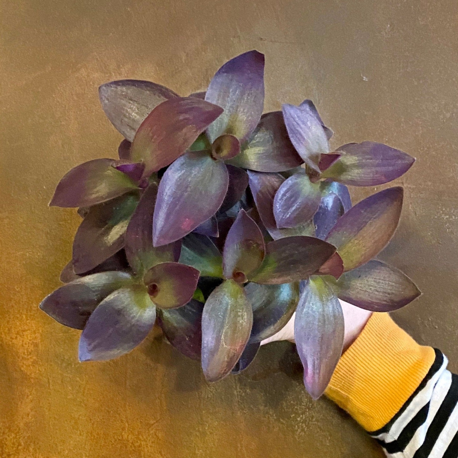 Tradescantia pallida - grow urban. UK