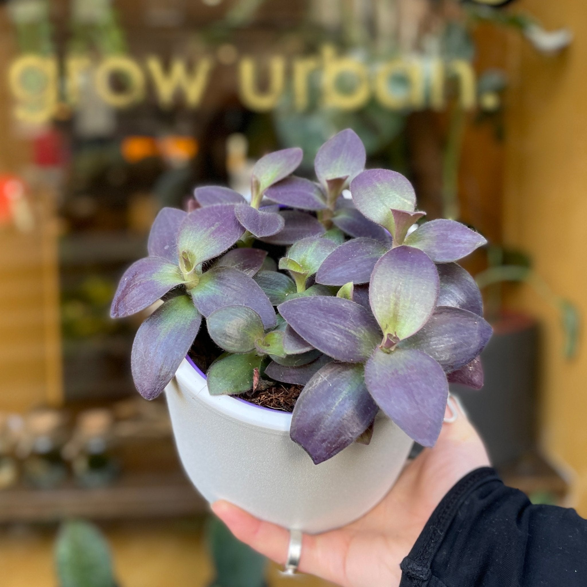 Tradescantia pallida - grow urban. UK