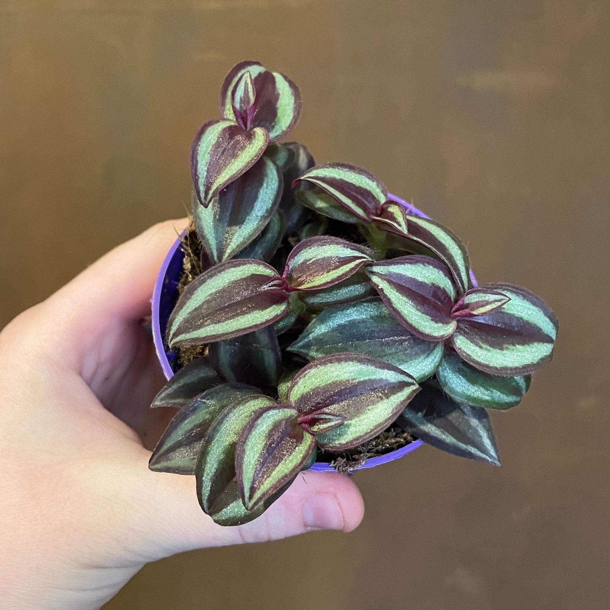 Tradescantia 'Purple Passion' (7cm pot) - grow urban. UK