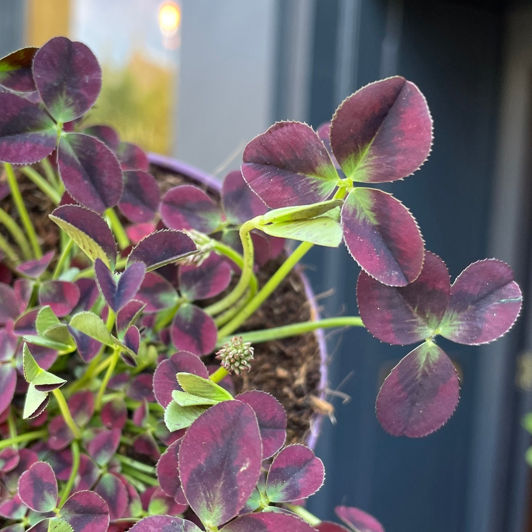 Trifolium repens 'Isabella' - grow urban. UK