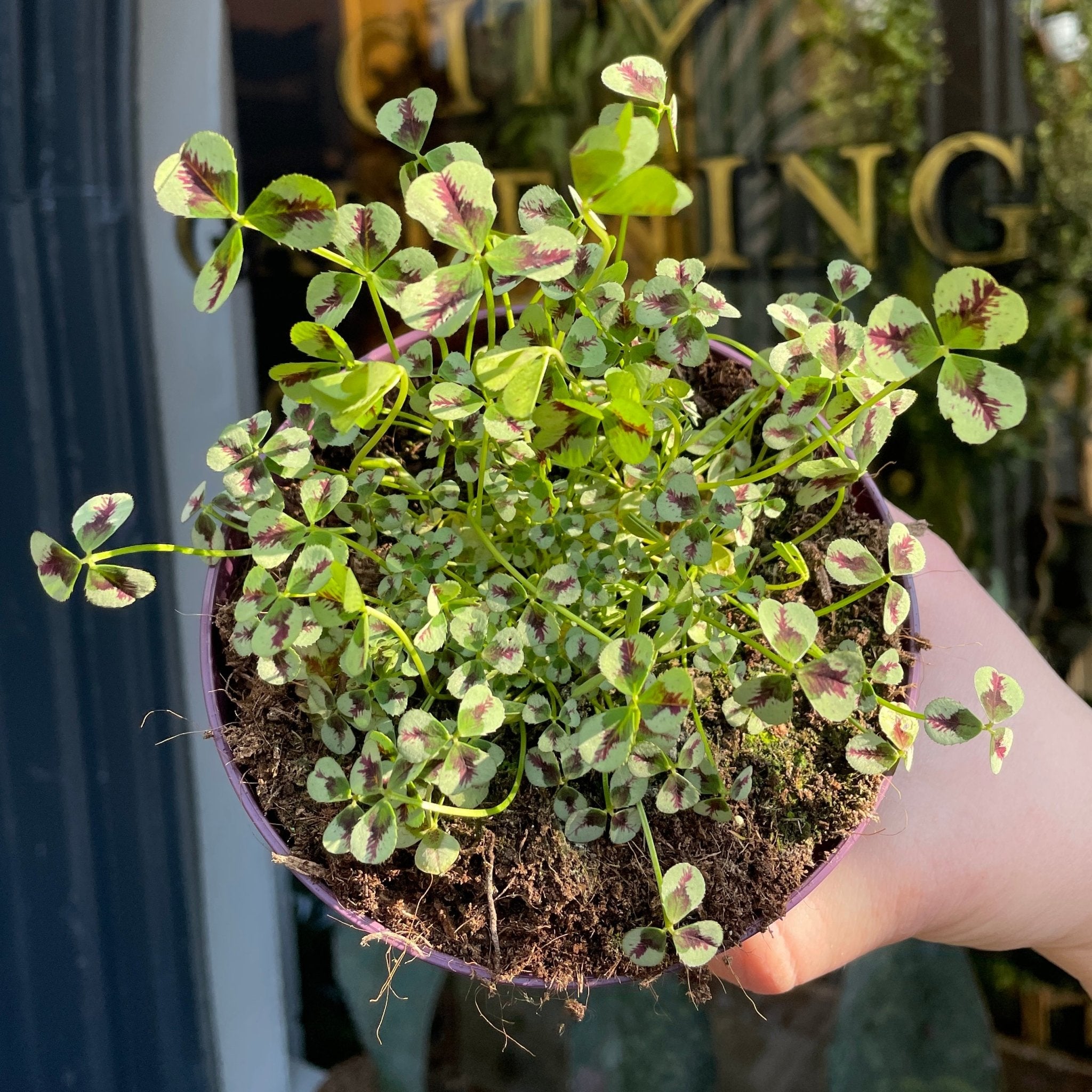 Trifolium repens 'Sweet Mike' - grow urban. UK