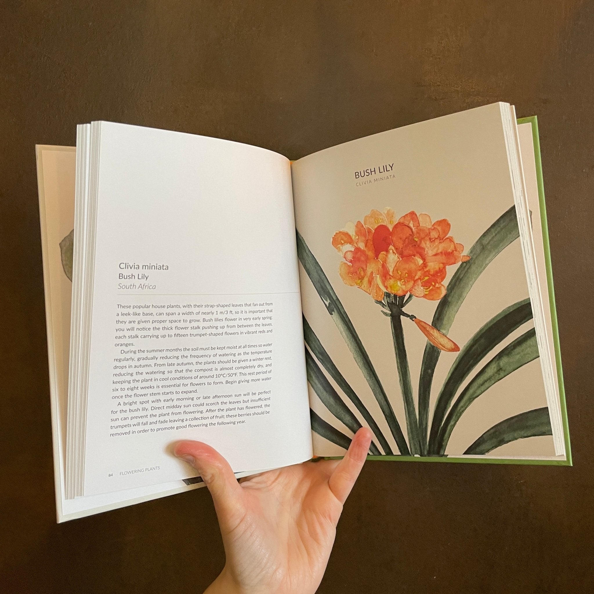 Urban Botanics : An Indoor Plant Guide for Modern Gardeners - grow urban. UK