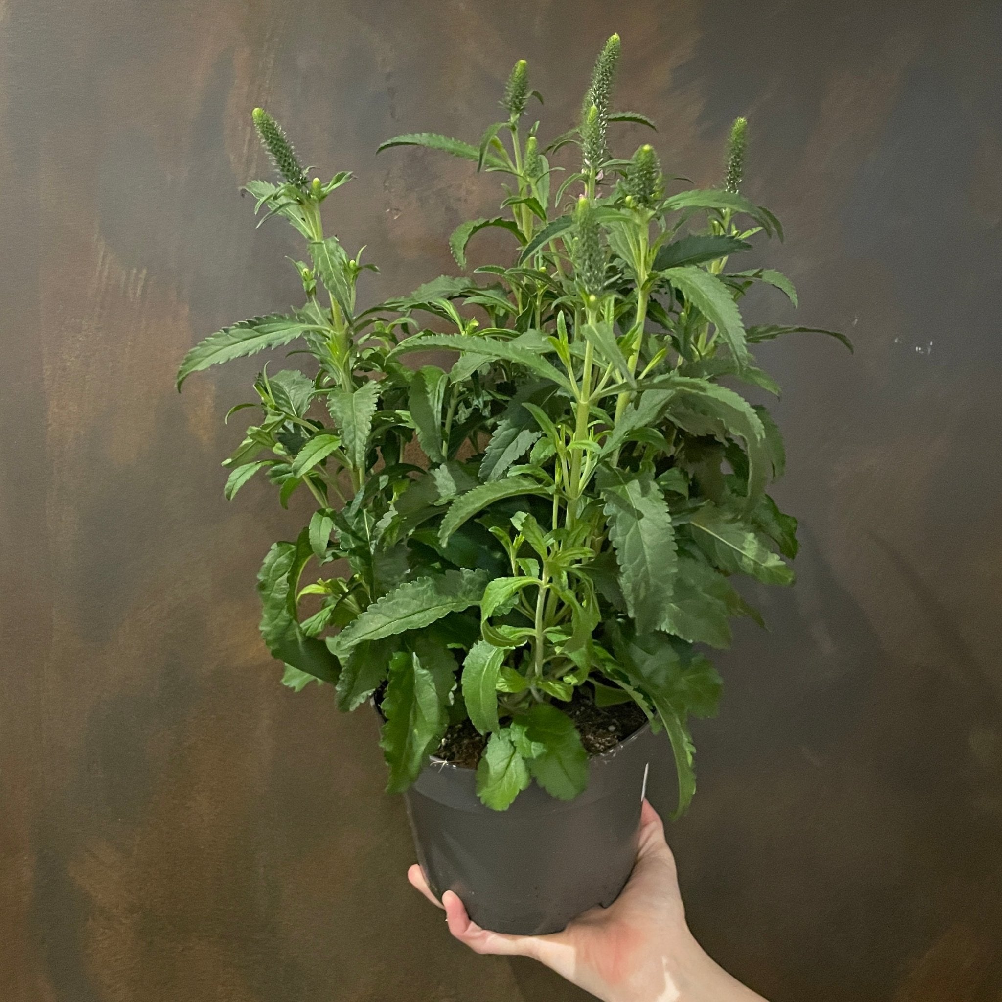 Veronica 'Anniversary Rose' - grow urban. UK