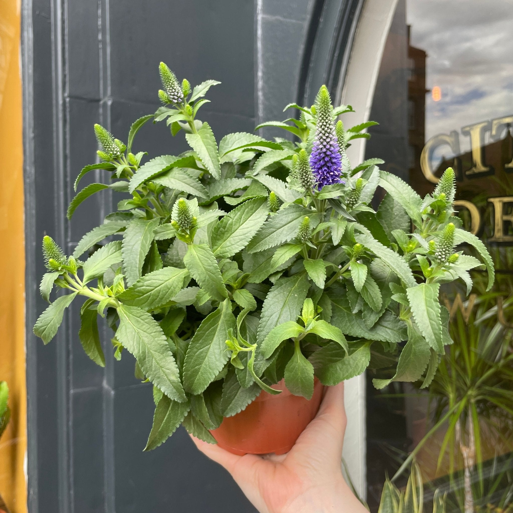 Veronica 'Rocket Power Blue' - grow urban. UK