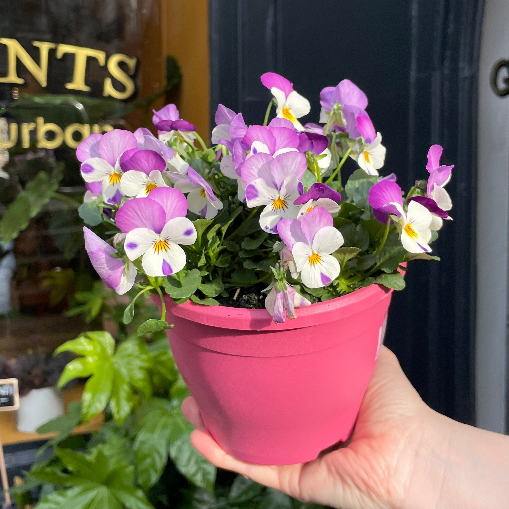 Viola cornuta 'Deltini Pink' - grow urban. UK