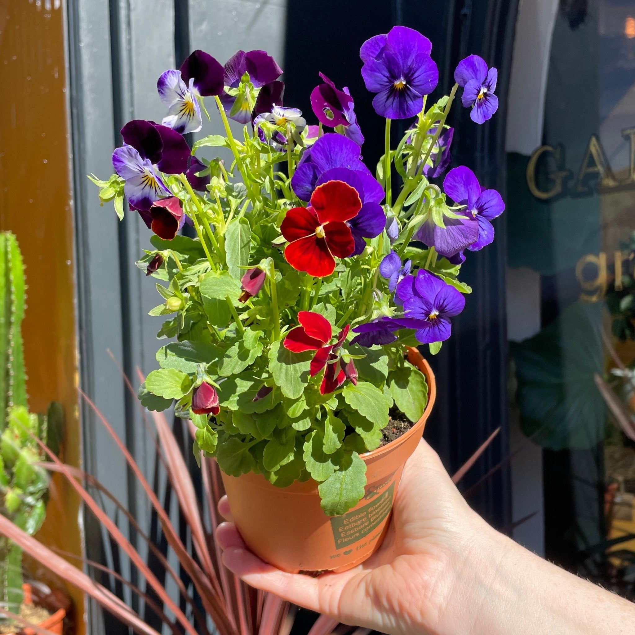 Viola cornuta (lucky dip) - grow urban. UK