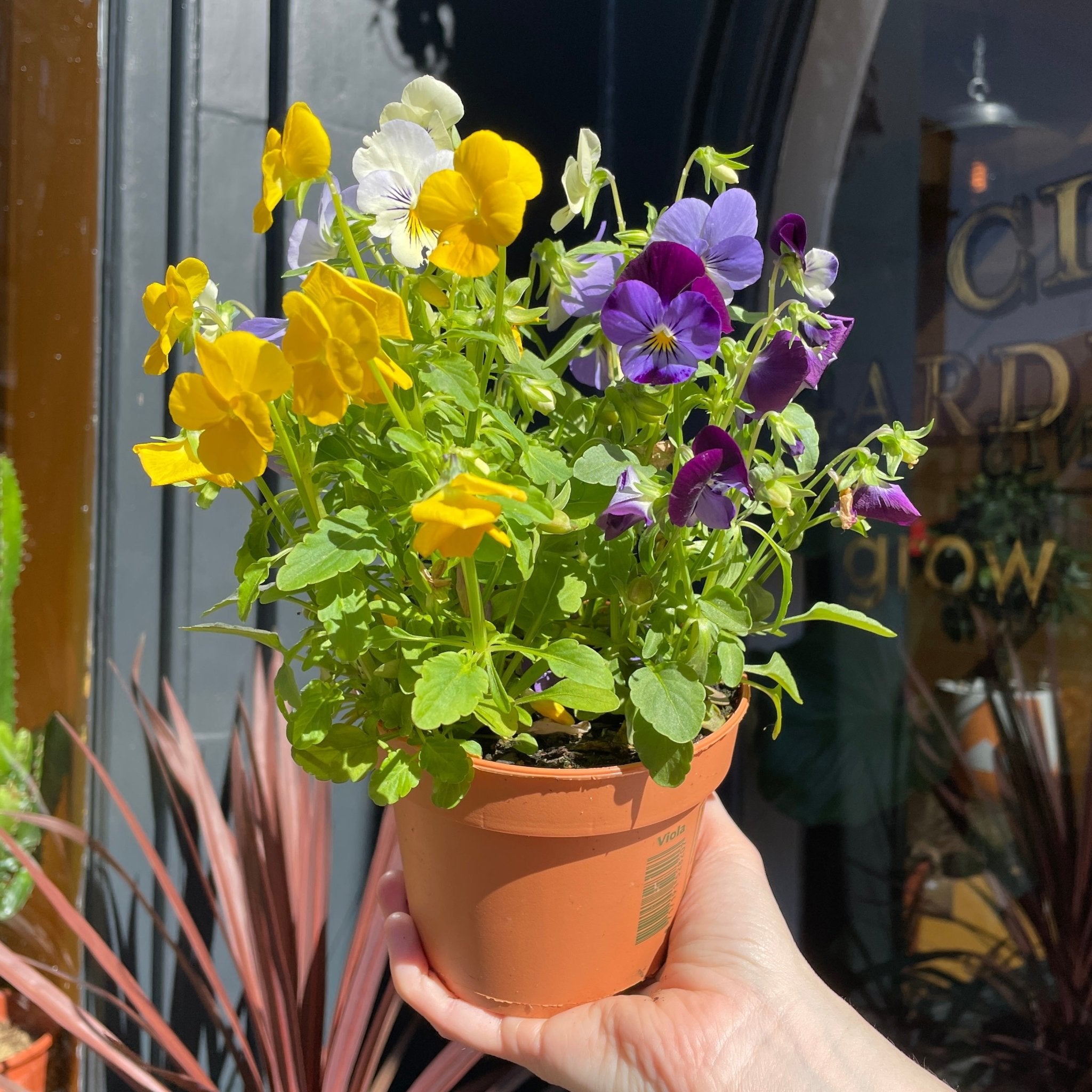 Viola cornuta (lucky dip) - grow urban. UK