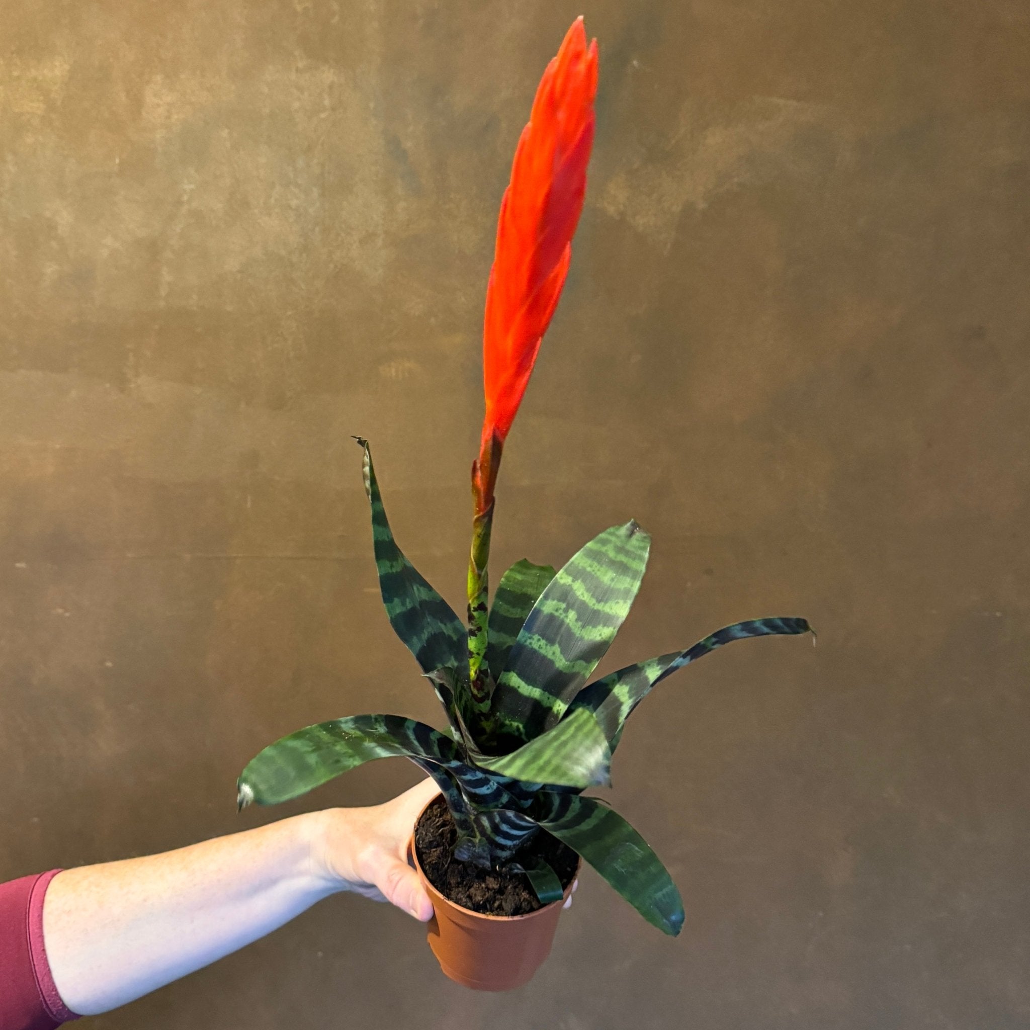 Vriesea ‘Era’ - grow urban. UK