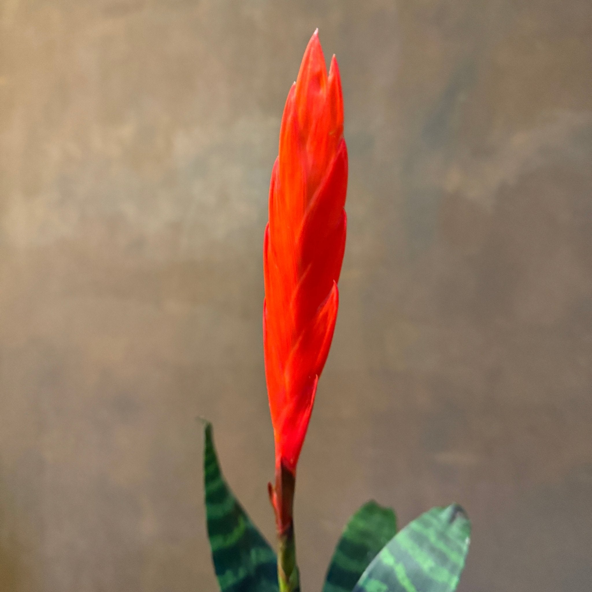 Vriesea ‘Era’ - grow urban. UK