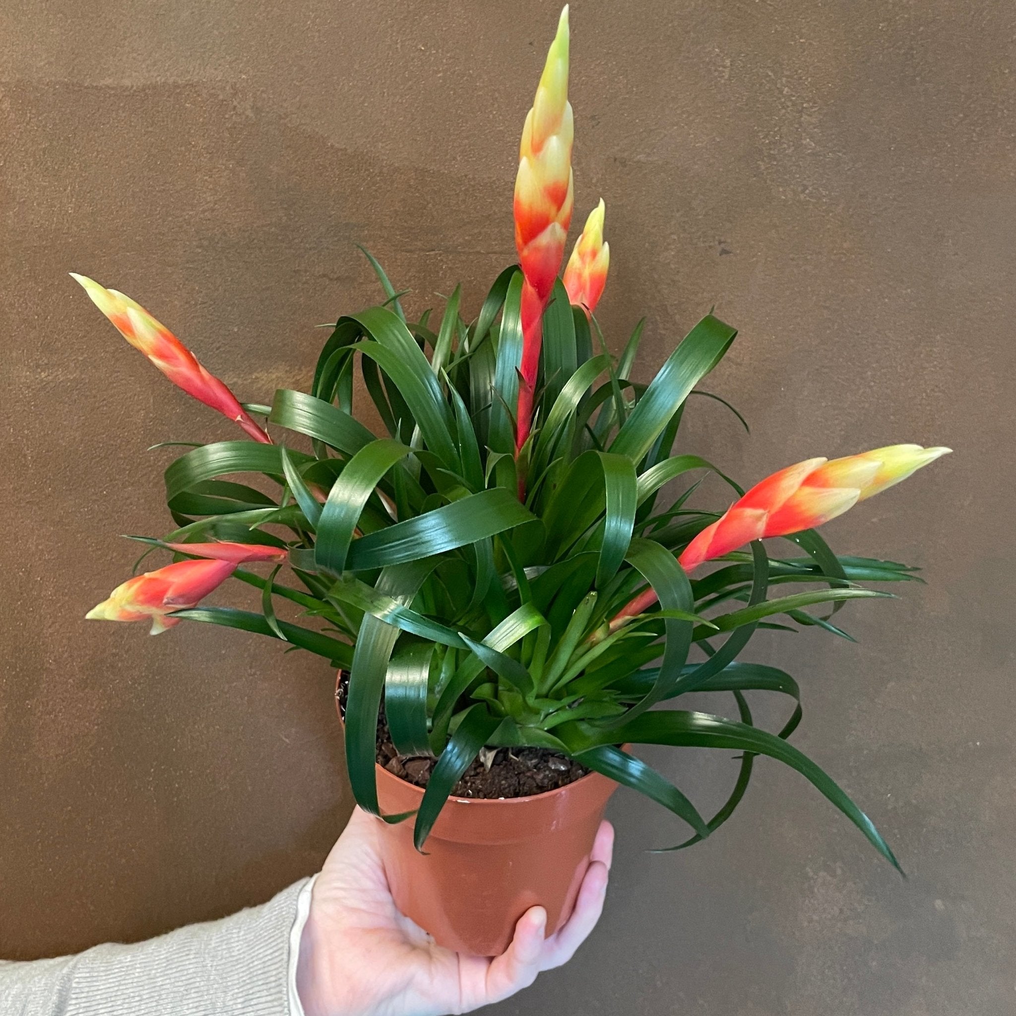 Vriesea ‘Shannon’ - grow urban. UK