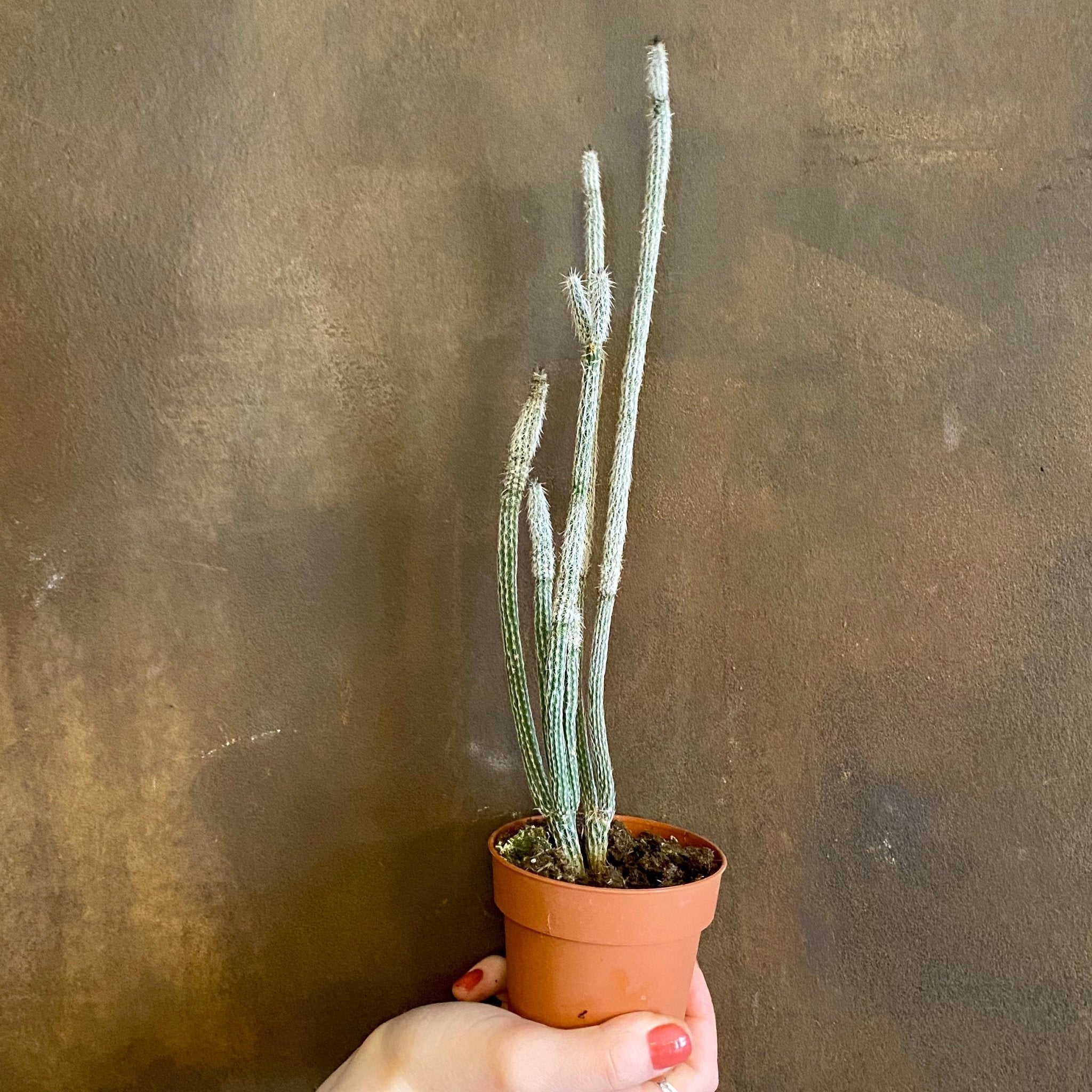 Wilcoxia poselgeri - grow urban. UK