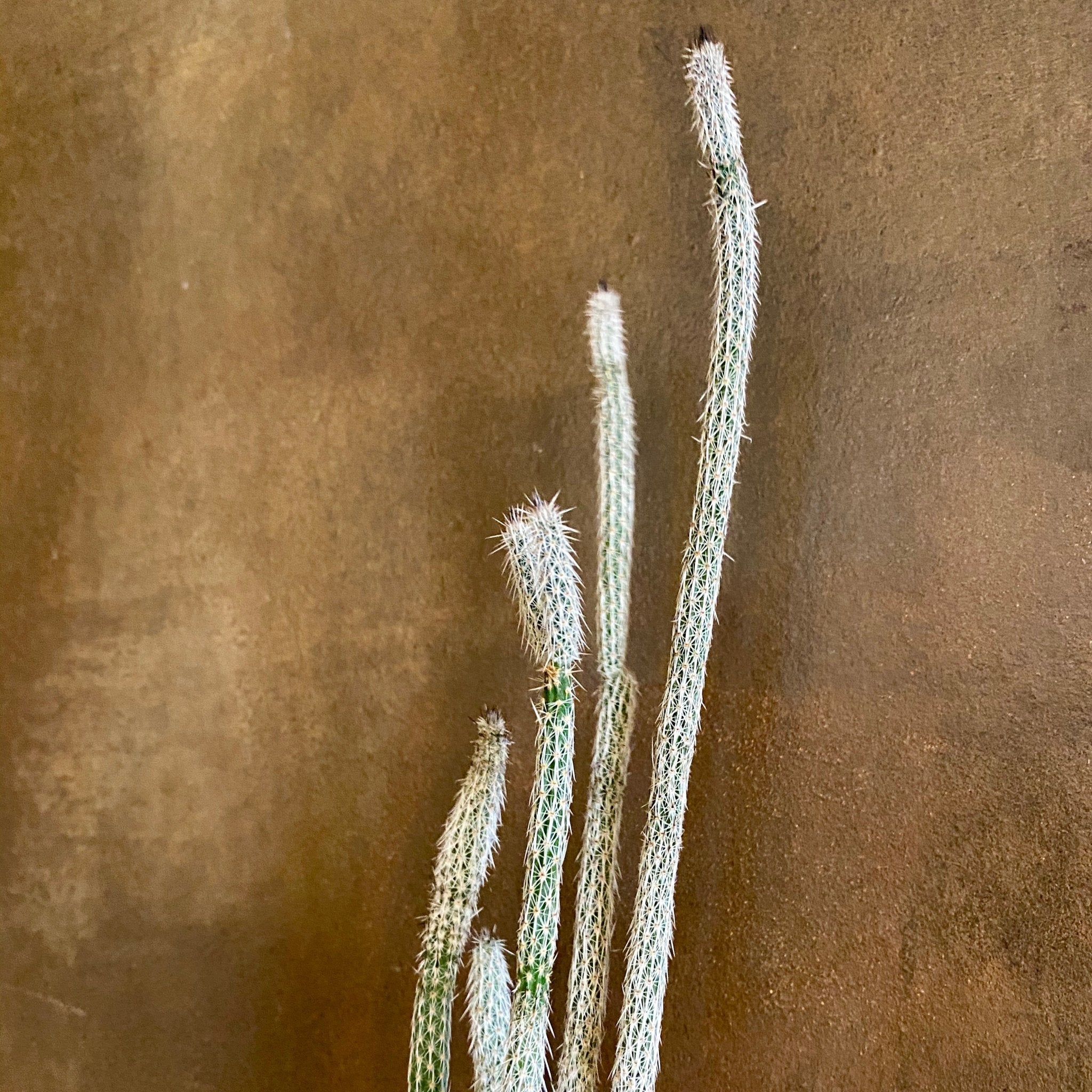 Wilcoxia poselgeri - grow urban. UK