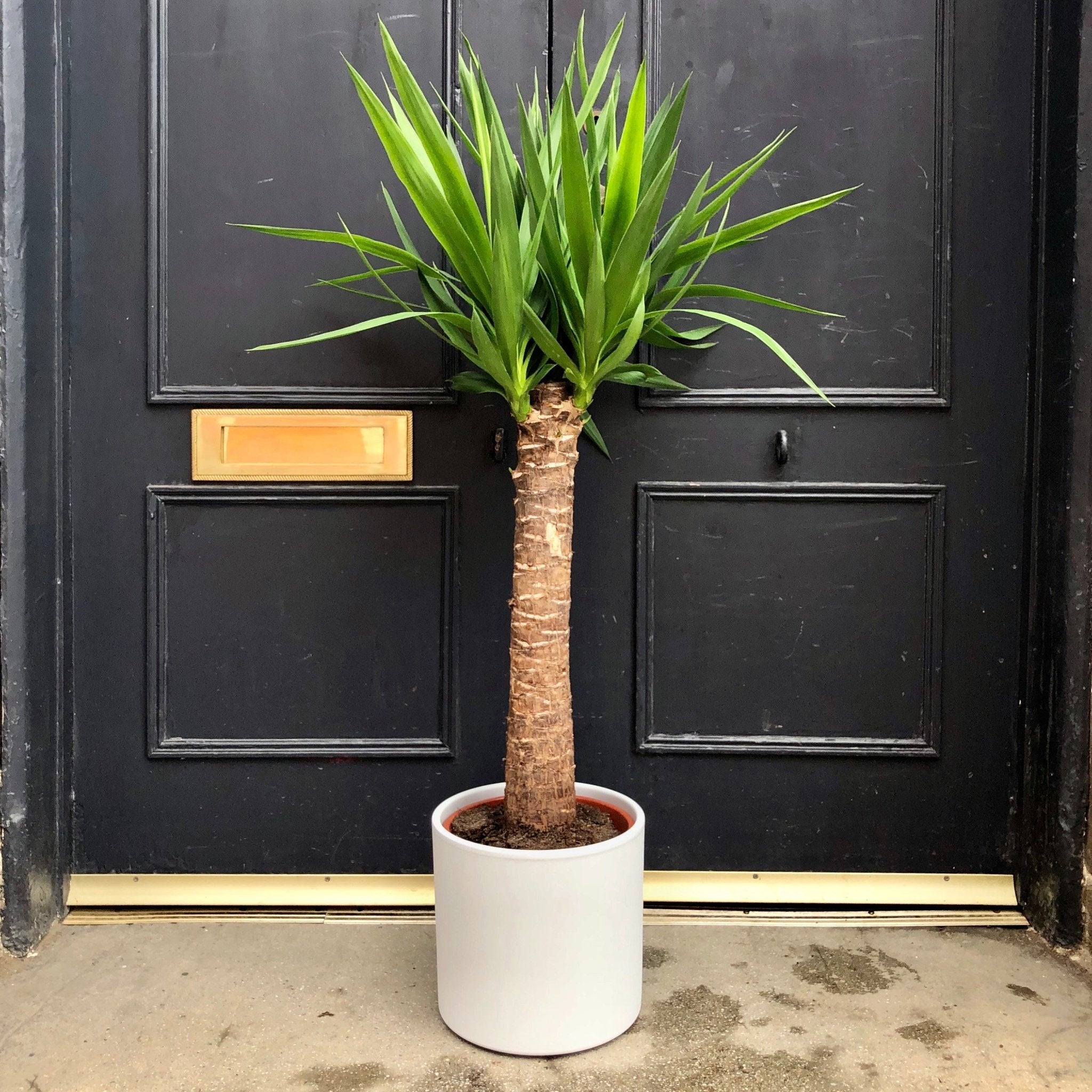 Yucca elephantipes (100cm) - grow urban. UK