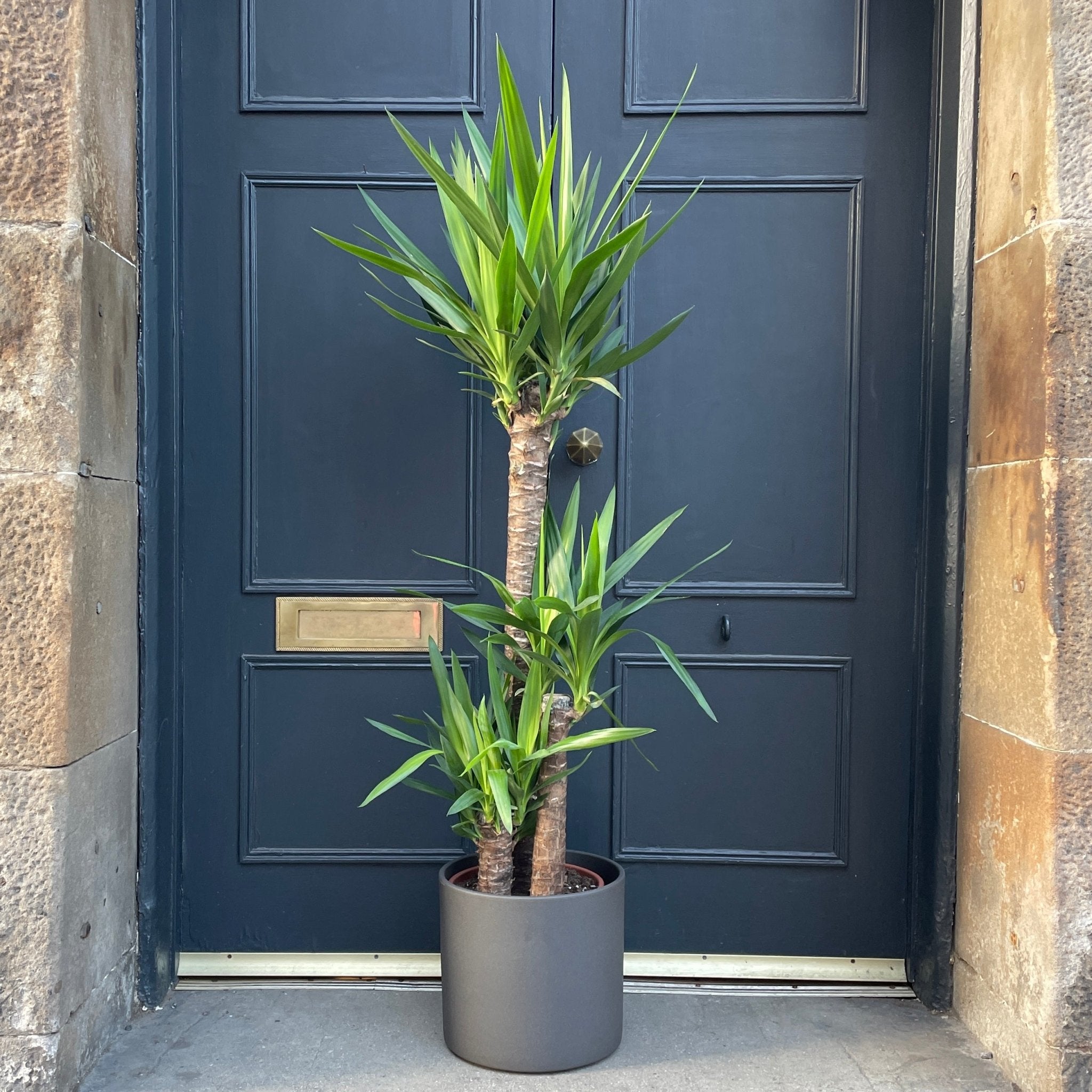 Yucca elephantipes (135cm) - grow urban. UK