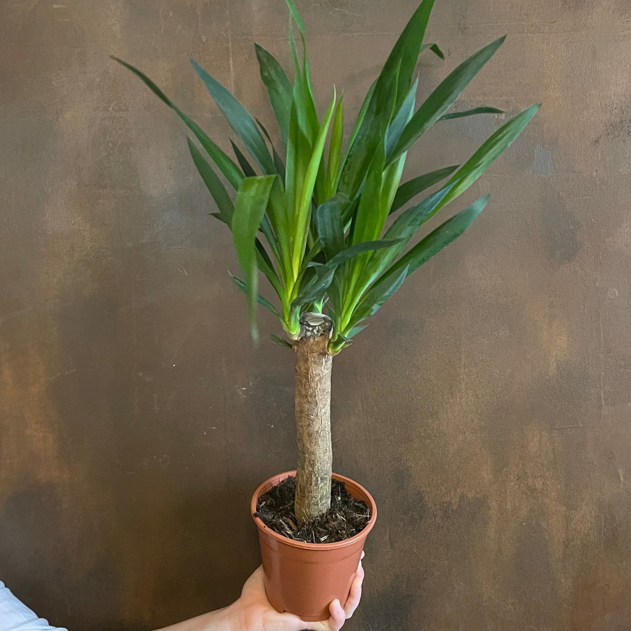 Yucca elephantipes (14cm pot) - grow urban. UK