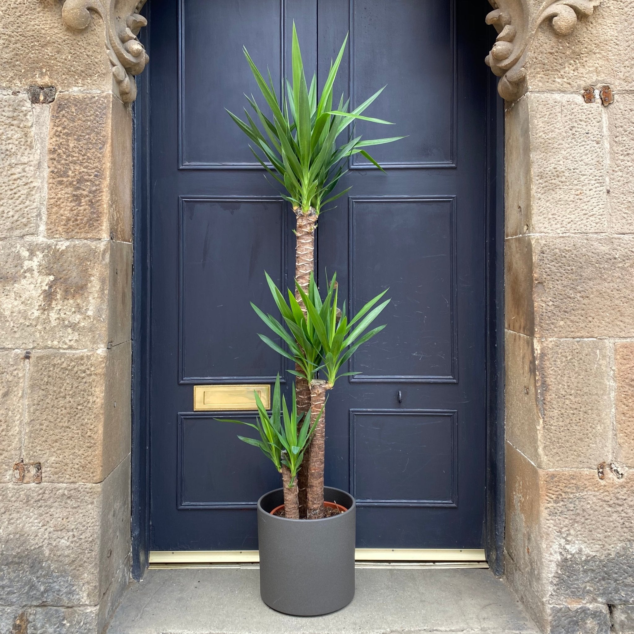 Yucca elephantipes (160cm) - grow urban. UK