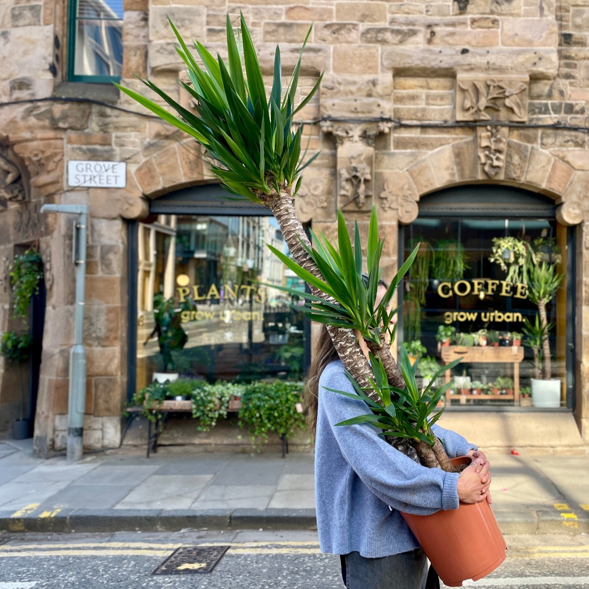 Yucca elephantipes (170cm) - grow urban. UK