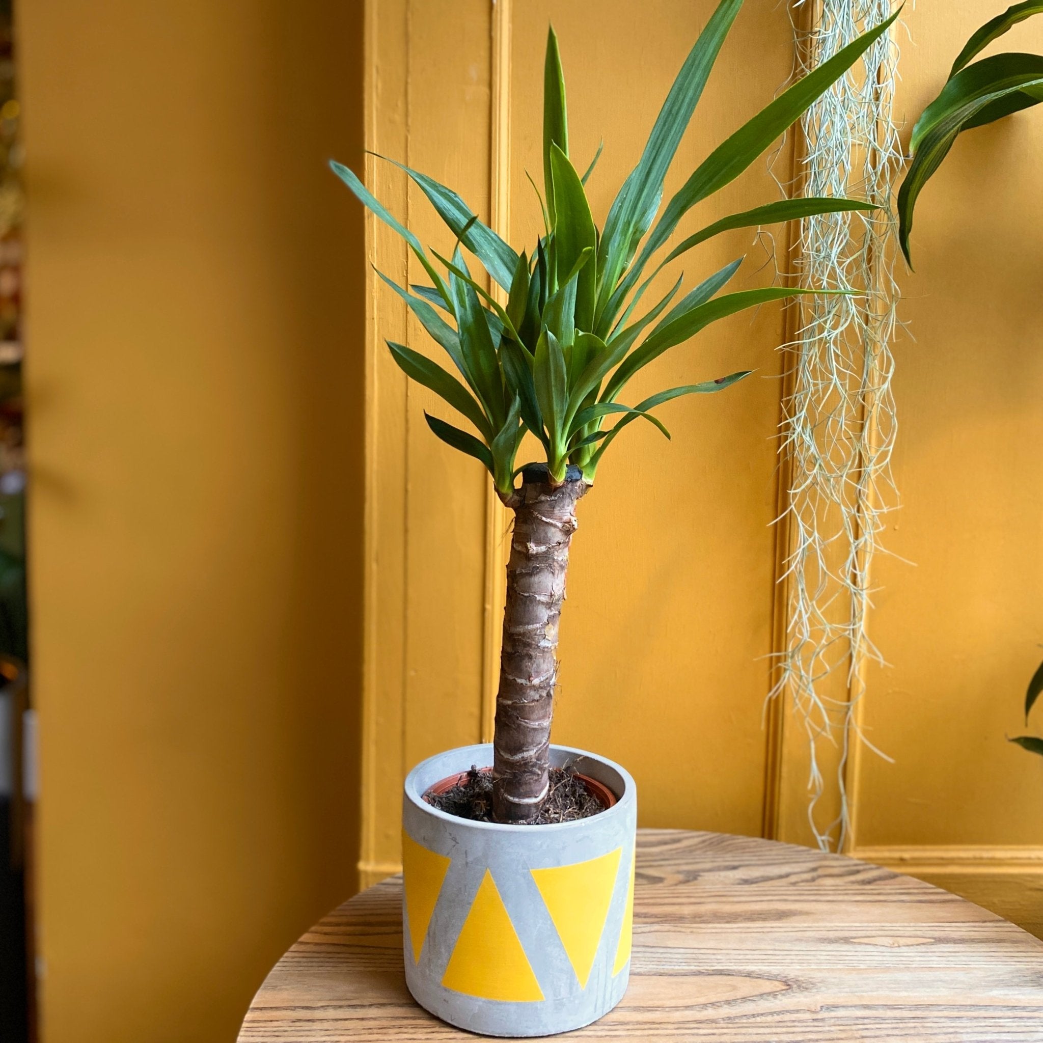 Yucca elephantipes (60cm) - grow urban. UK