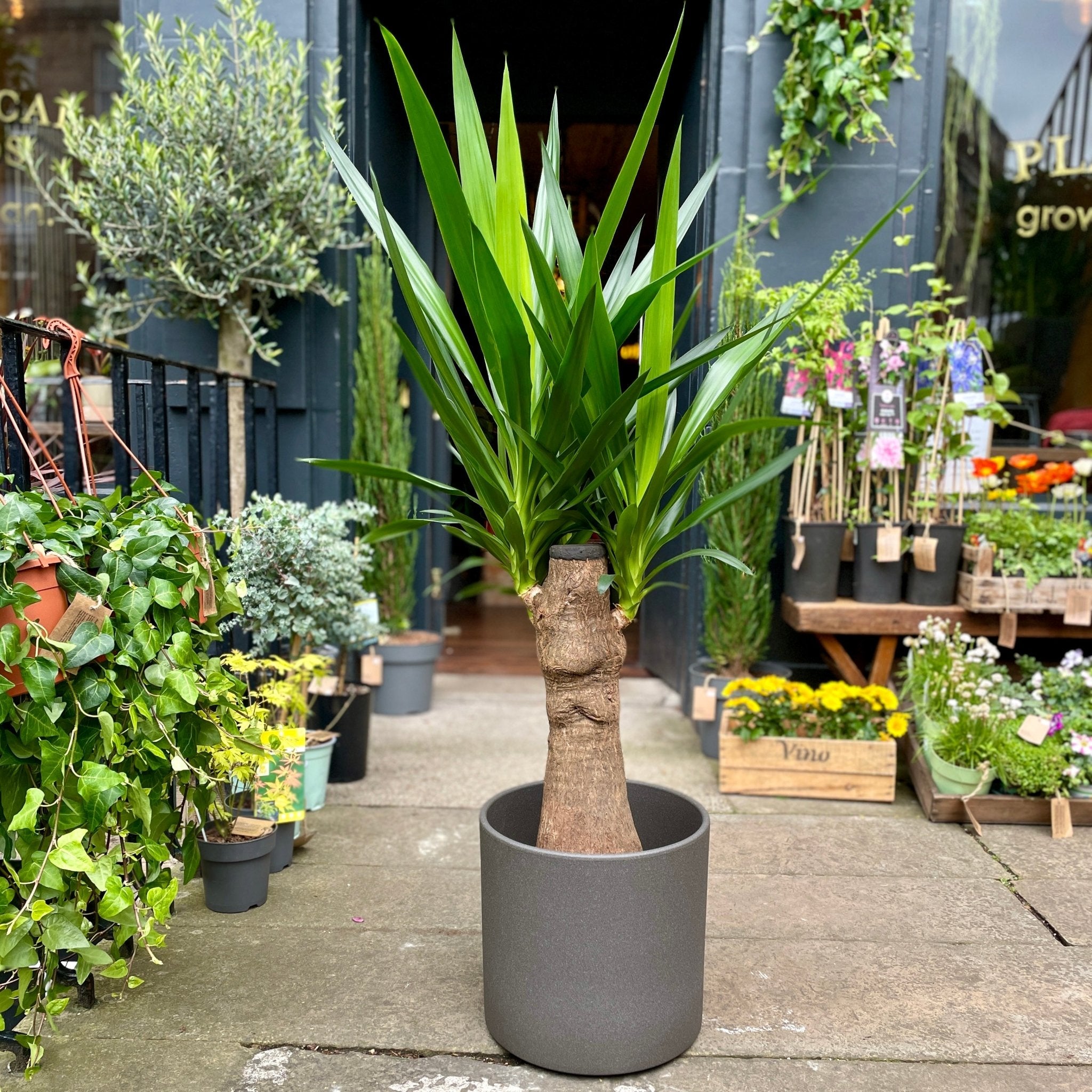 Yucca guatemalensis - grow urban. UK