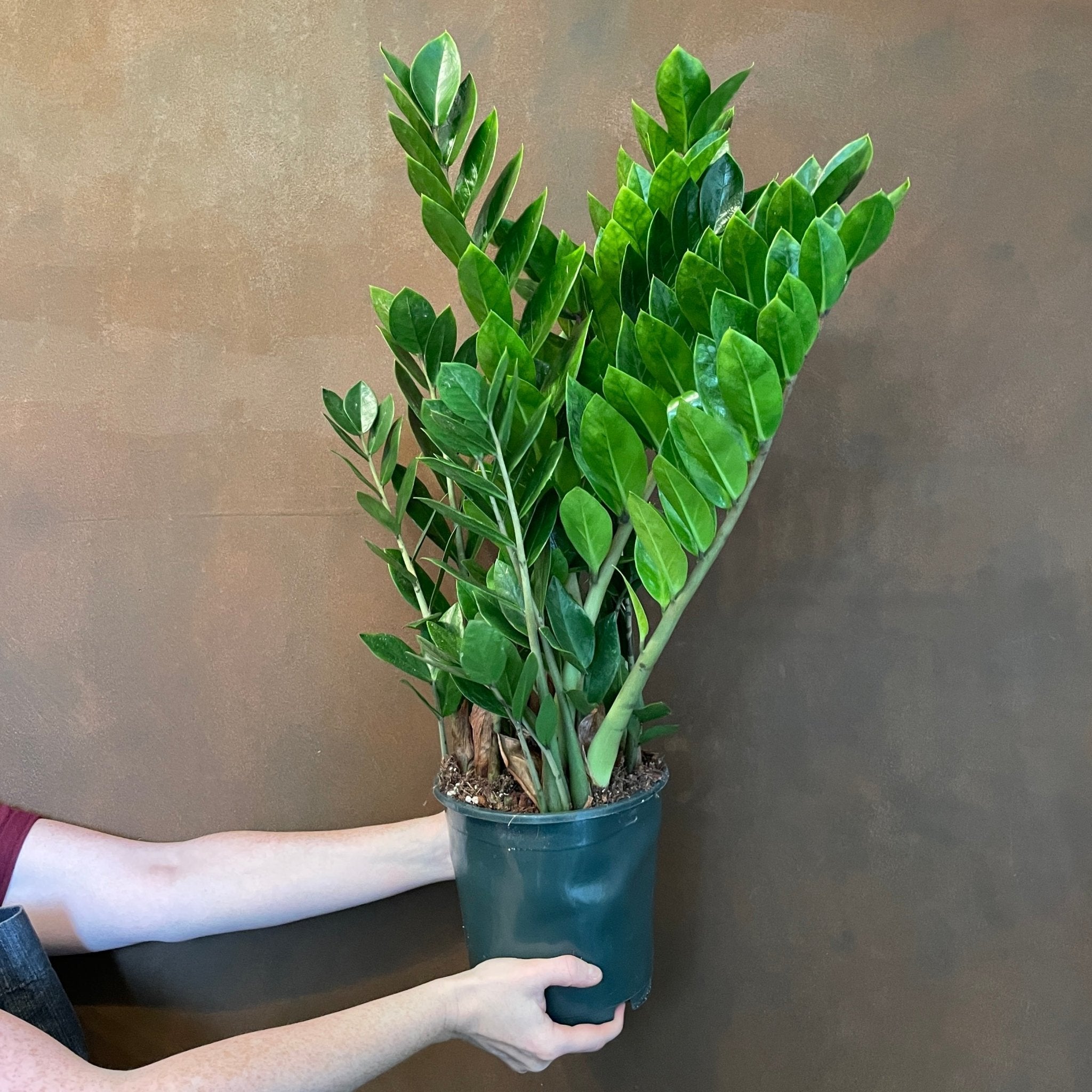 Zamioculcas zamiifolia (19cm pot/60cm height) - grow urban. UK