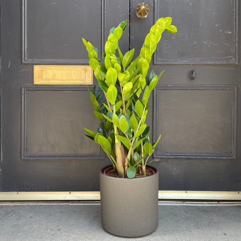 Zamioculcas zamiifolia (21cm pot) - grow urban. UK