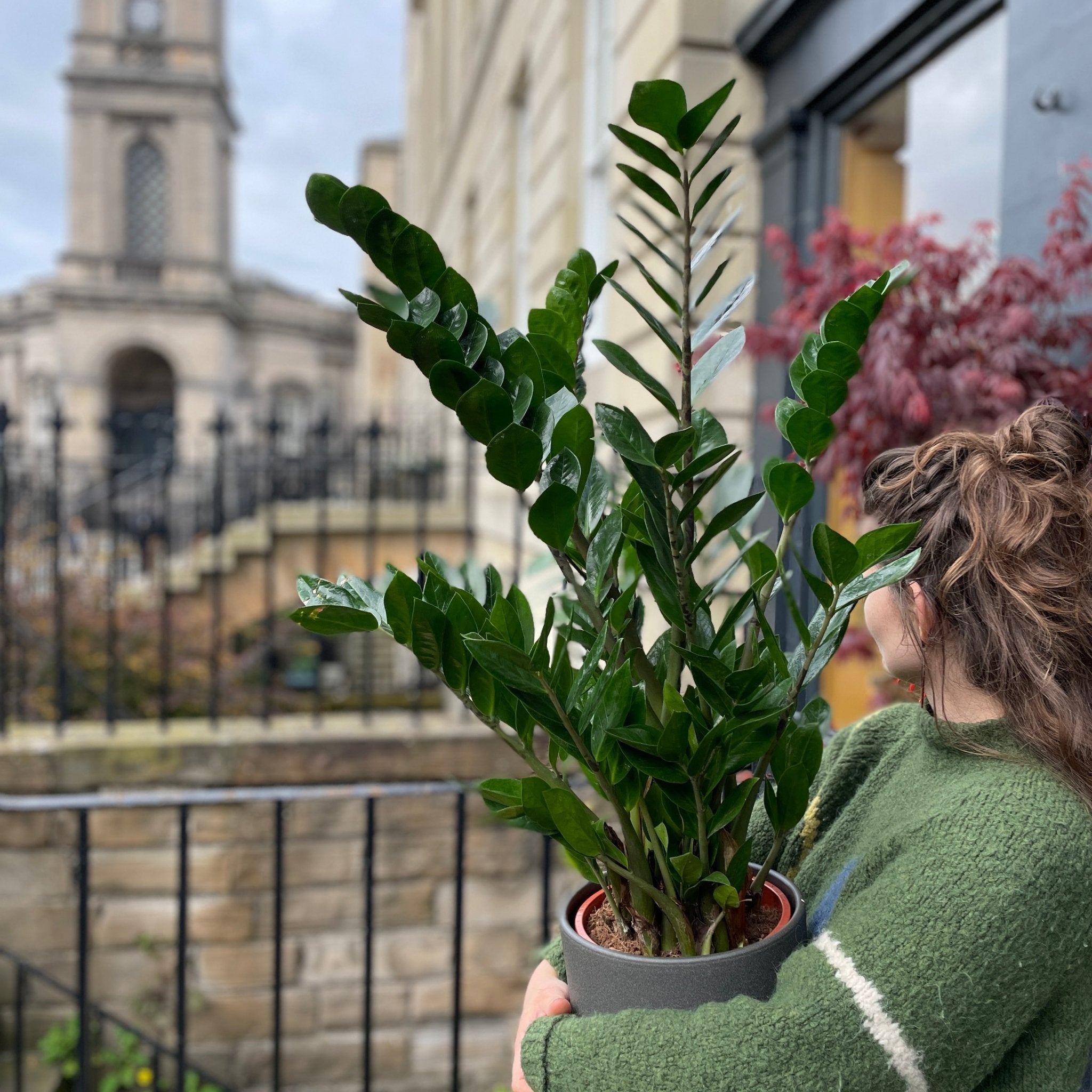 Zamioculcas zamiifolia (21cm pot) - grow urban. UK