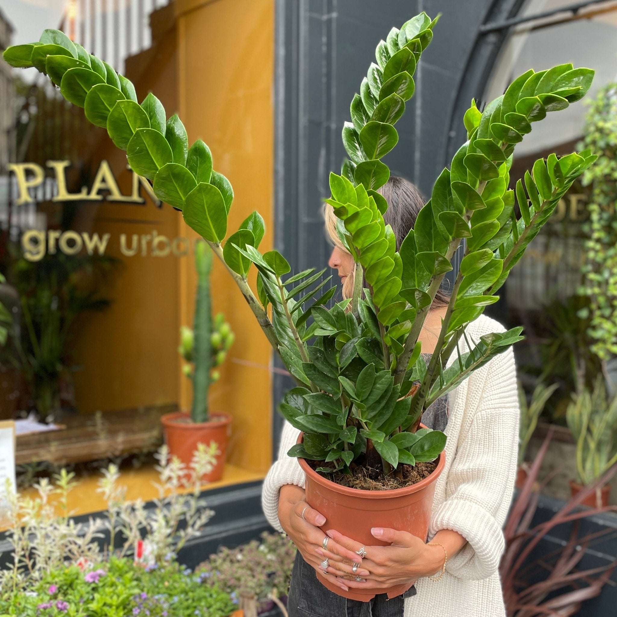 Zamioculcas zamiifolia (24cm pot) - grow urban. UK