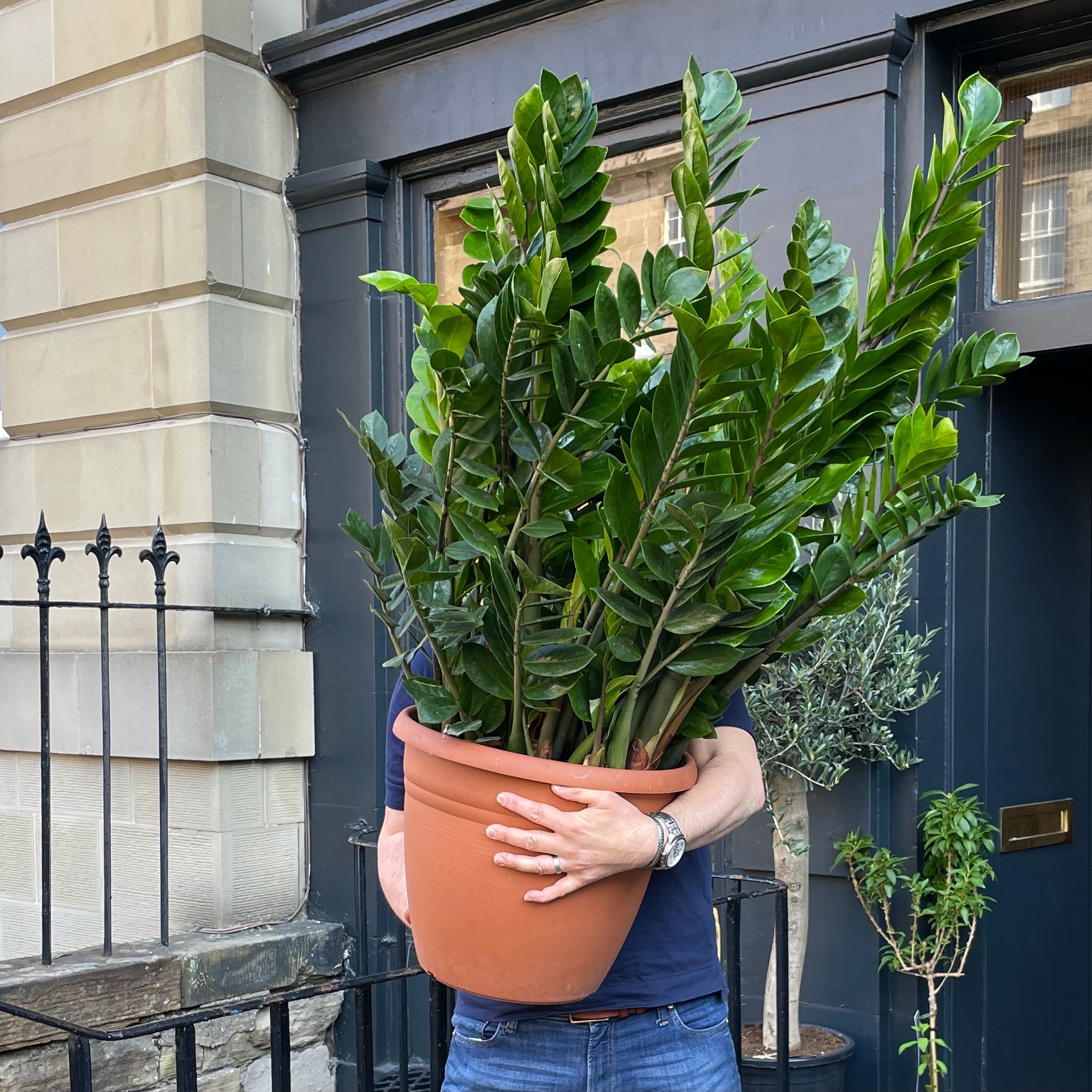 Zamioculcas zamiifolia (37cm pot)