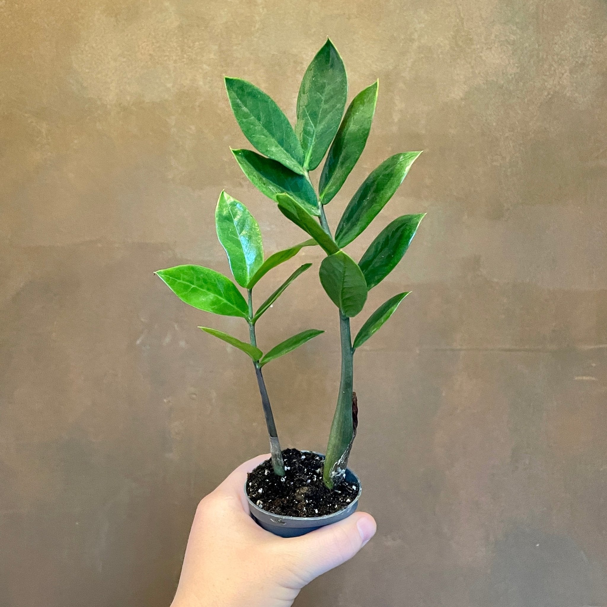 Zamioculcas zamiifolia (6cm pot) - grow urban. UK