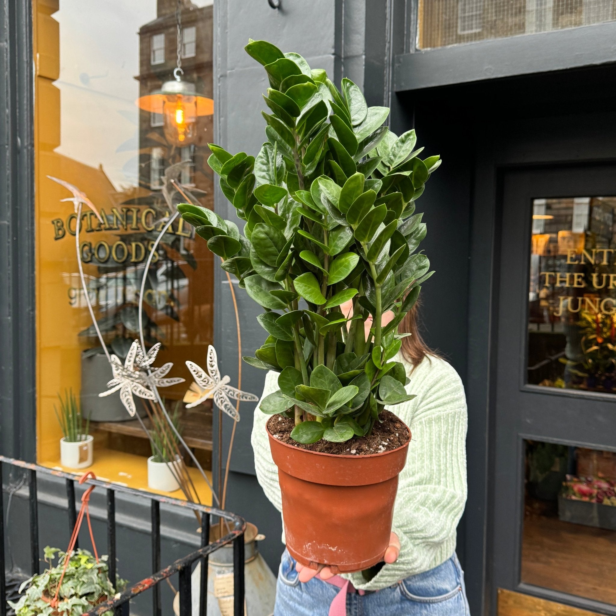 Zamioculcas zamiifolia 'Midori' - grow urban. UK