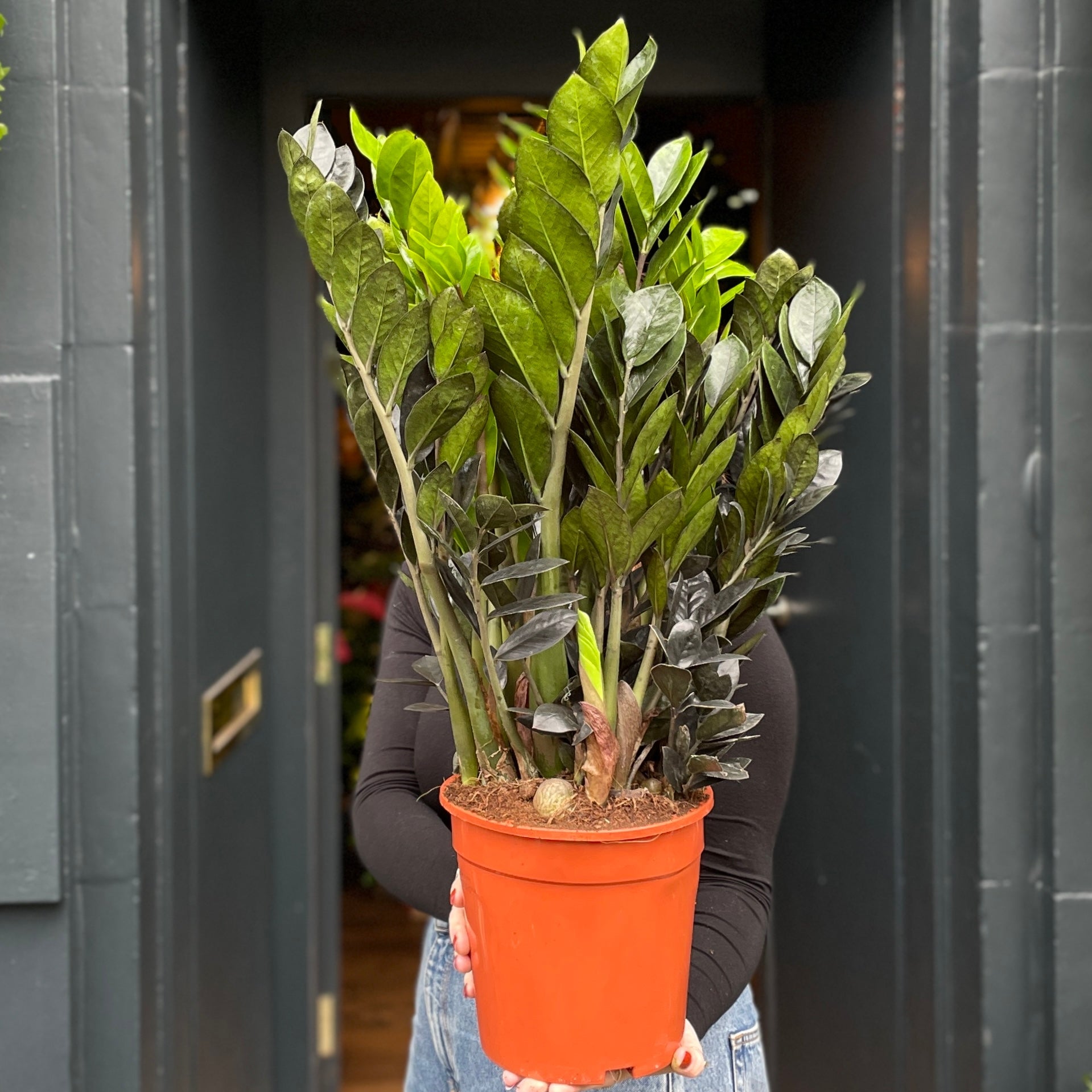 Zamioculcas zamiifolia 'Raven' (21cm pot)