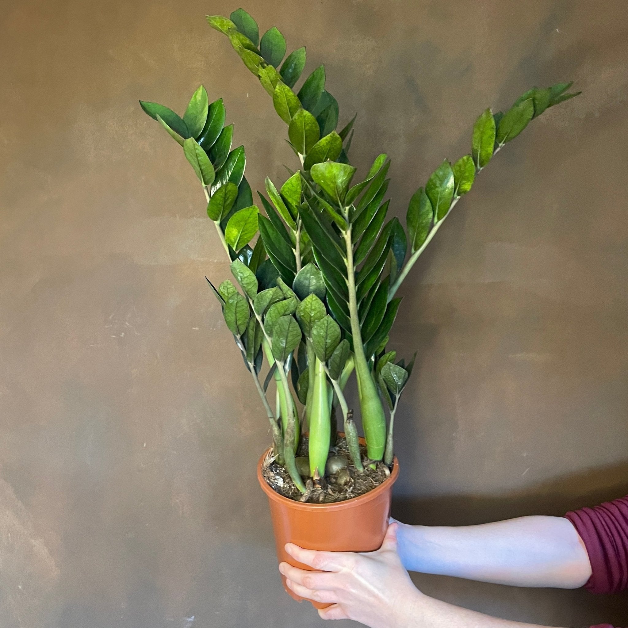 Zamioculcas zamiifolia ‘Supernova’ (17cm pot) - grow urban. UK