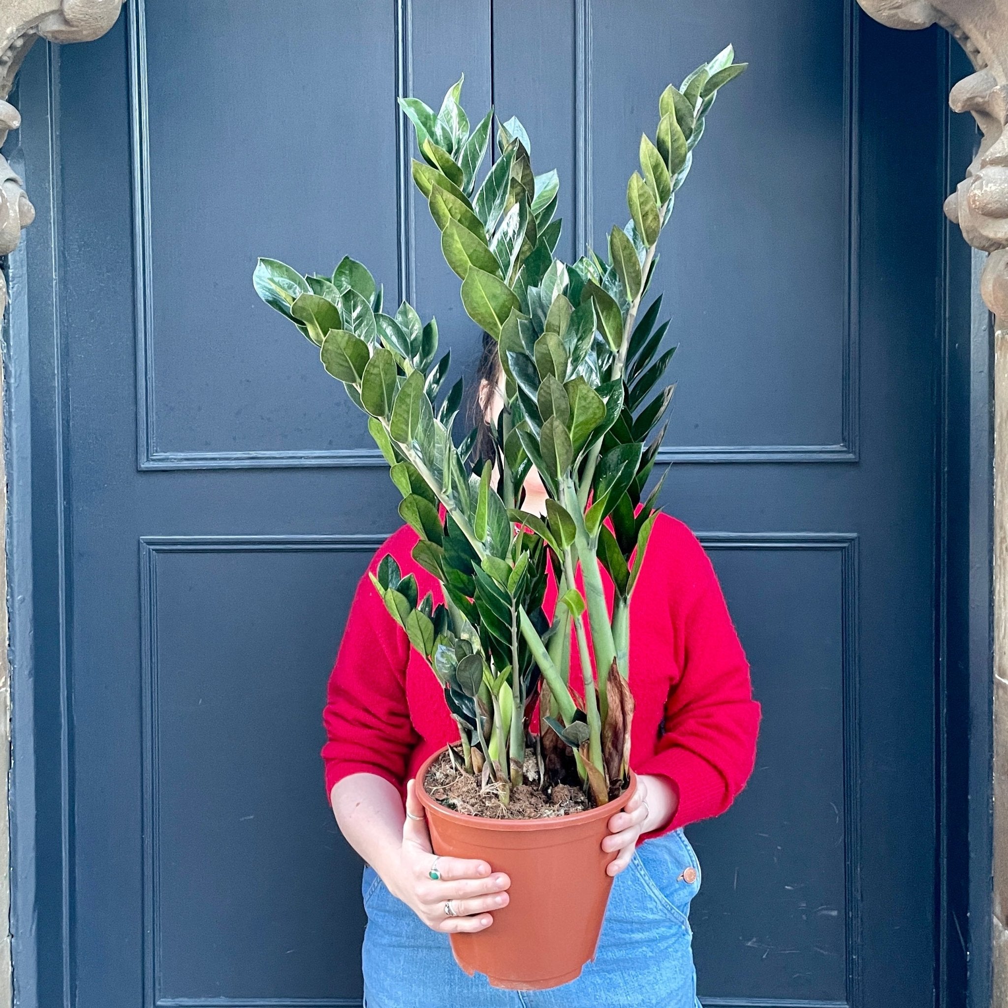 Zamioculcas zamiifolia ‘Supernova’ (21cm pot) - grow urban. UK