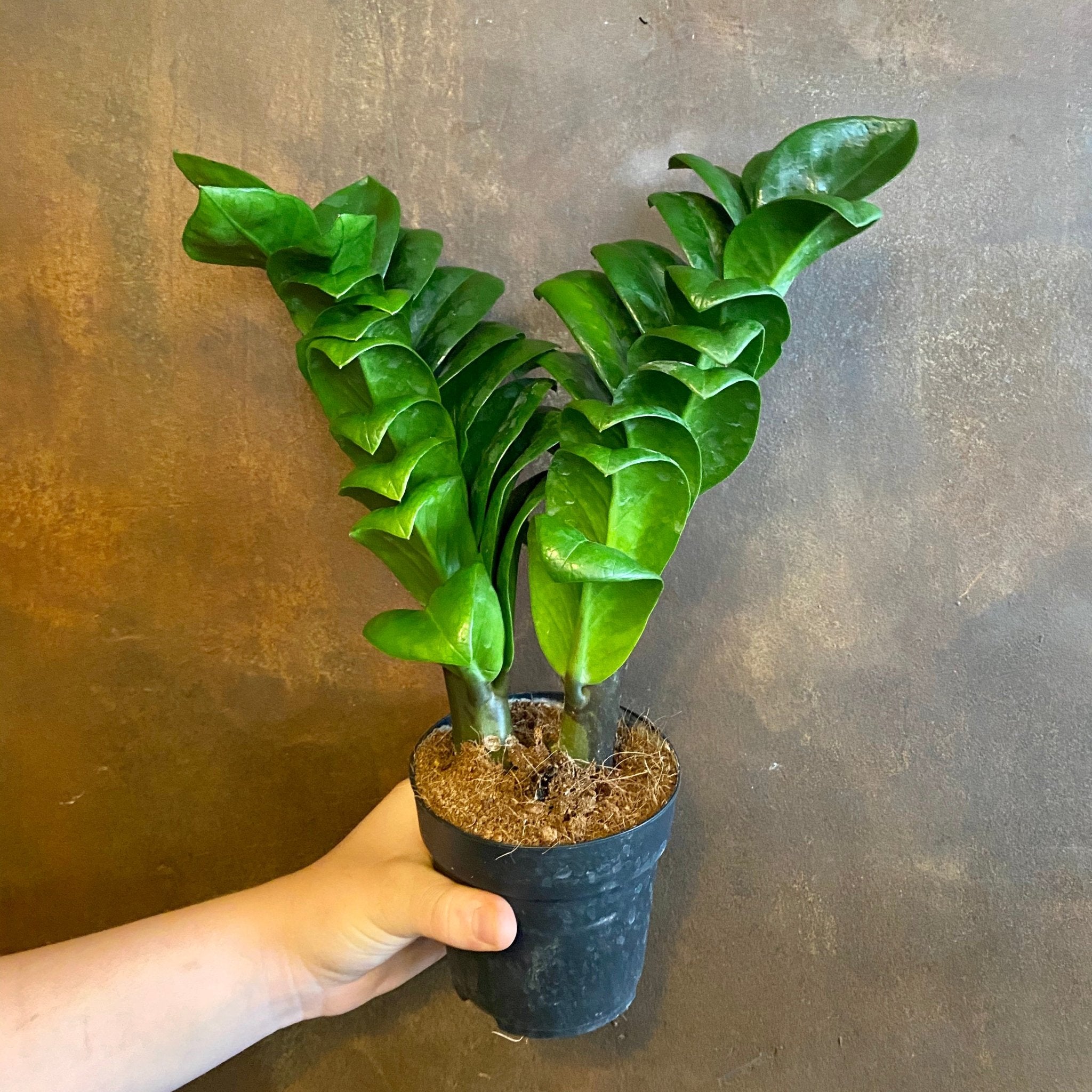 Zamioculcas zamiifolia ‘Zenzi’ (11cm pot) - grow urban. UK