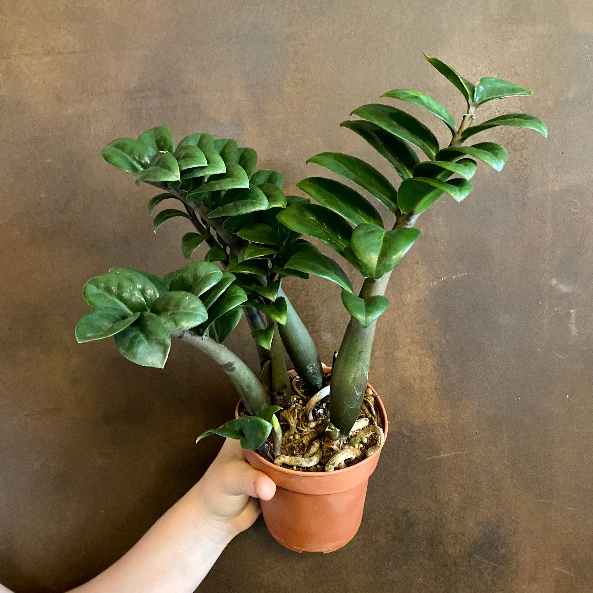 Zamioculcas zamiifolia ‘Zenzi’ (12cm pot) - grow urban. UK