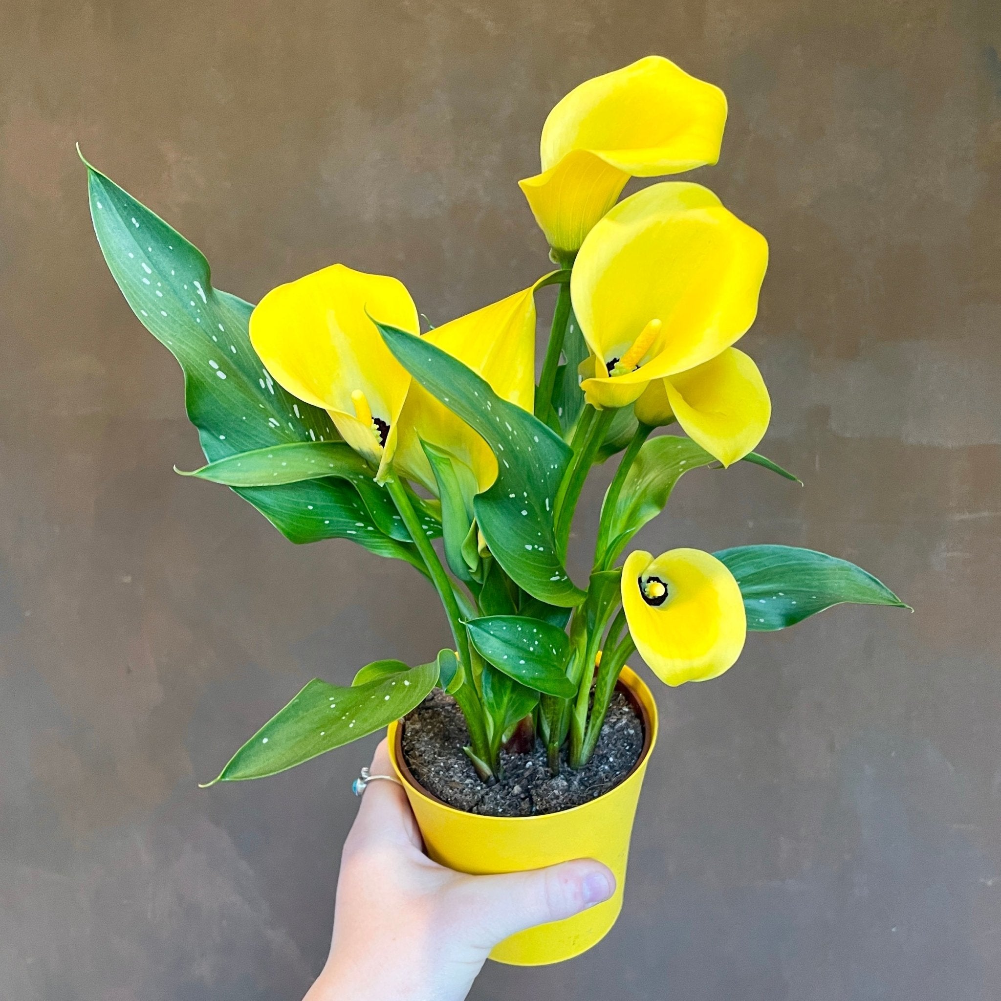 Zantedeschia elliottiana - grow urban. UK