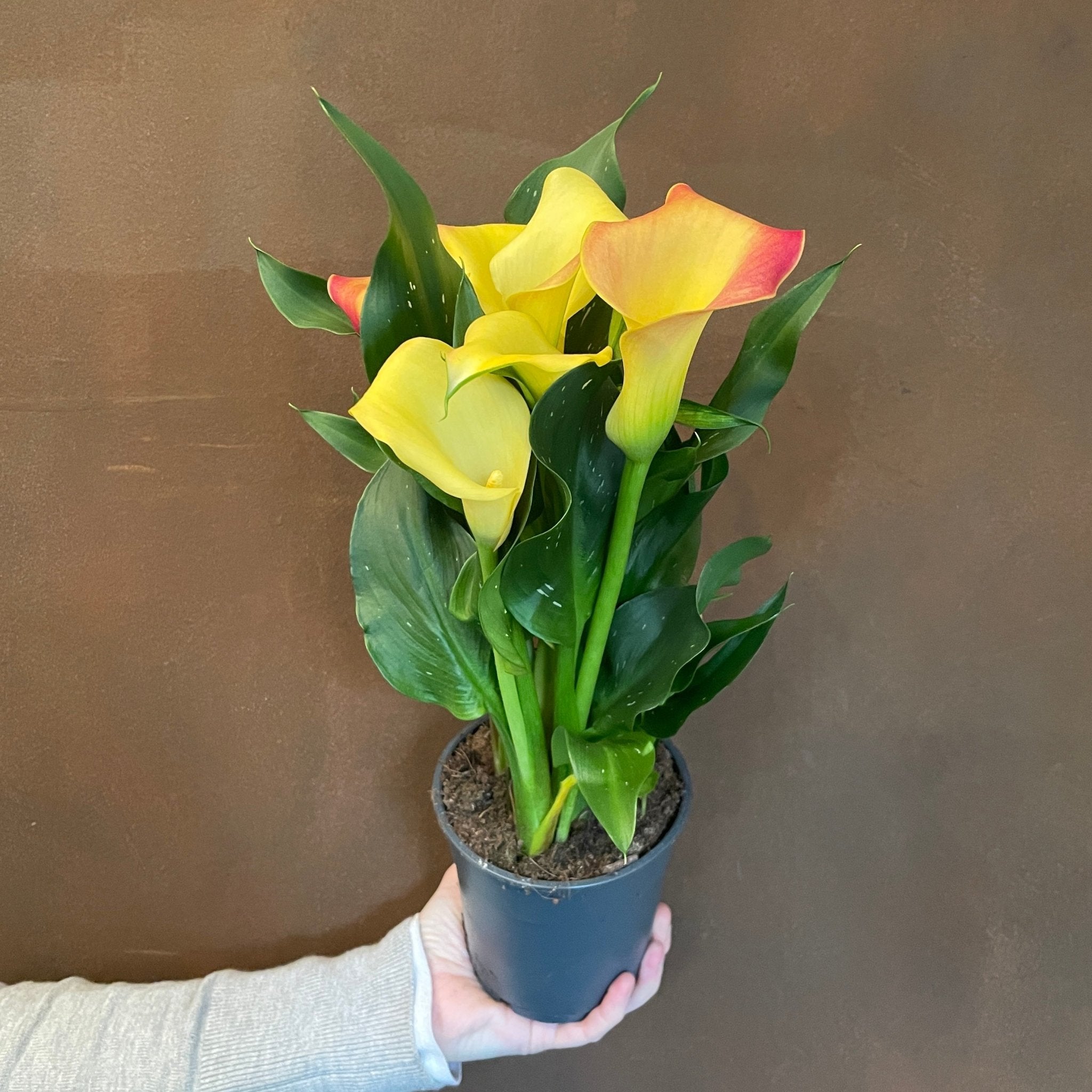 Zantedeschia 'Morning Sun' - grow urban. UK