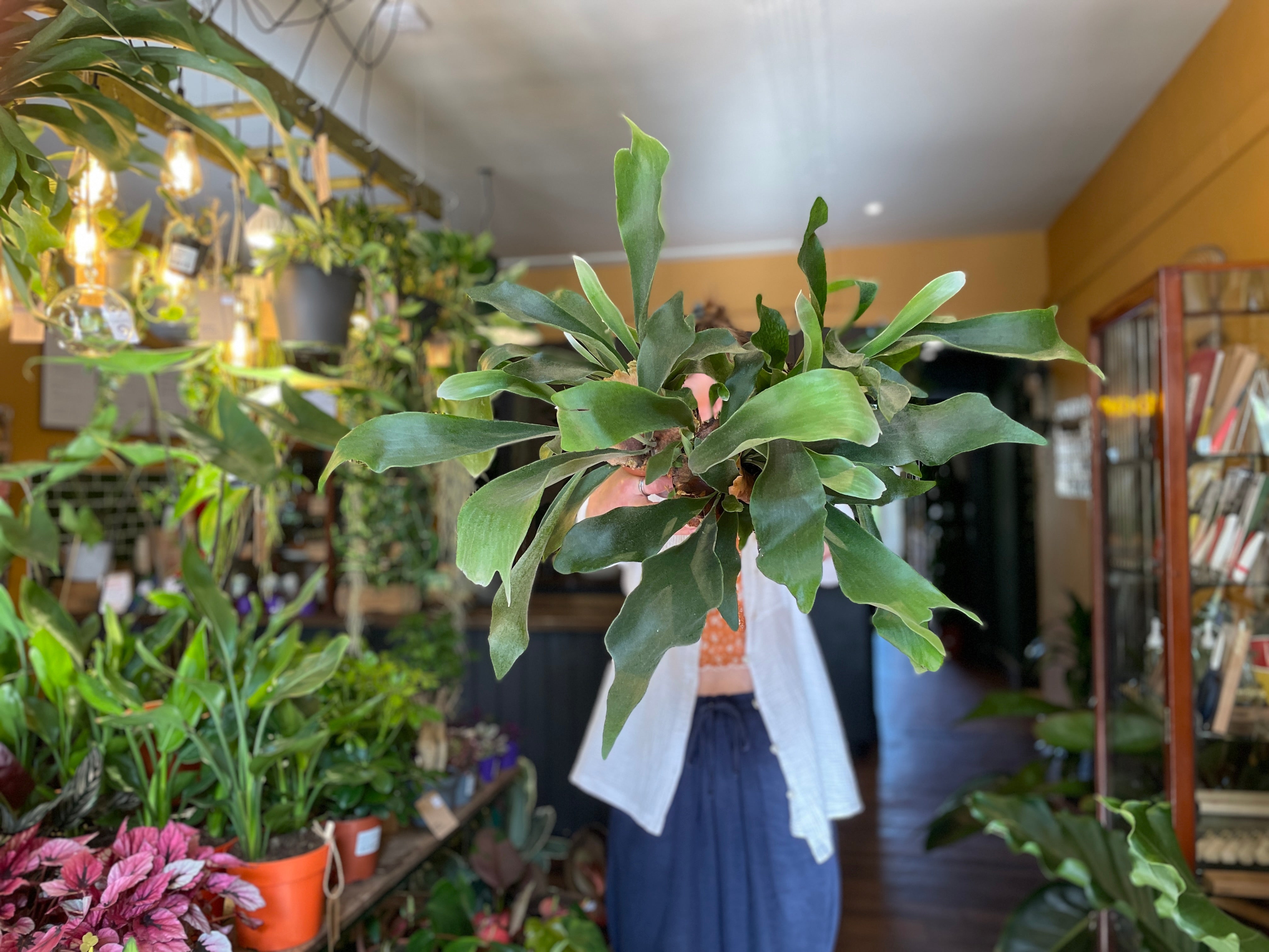 Staghorn fashion Fern 10” inch hanging basket