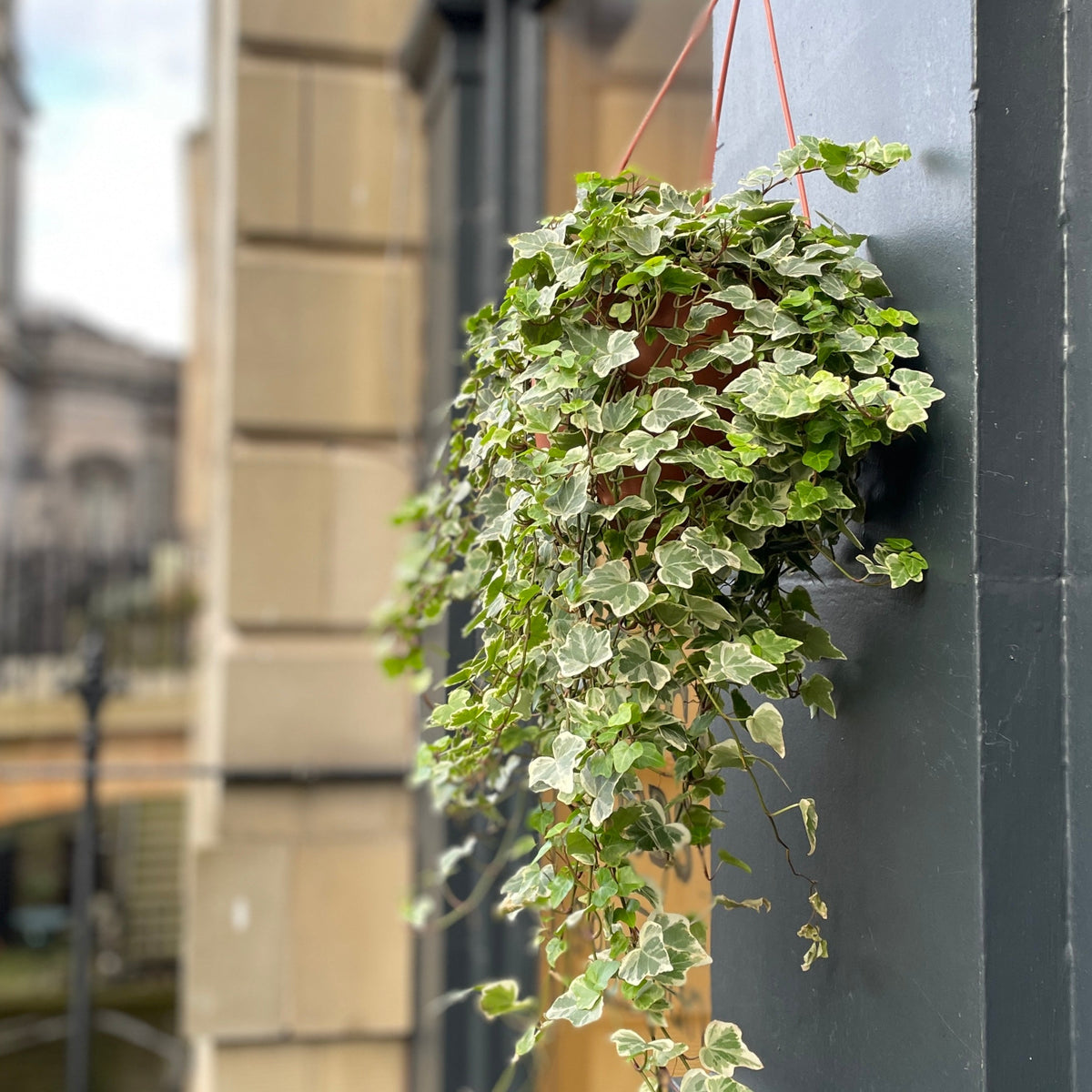 How to care for English Ivy Indoors  grow urban.