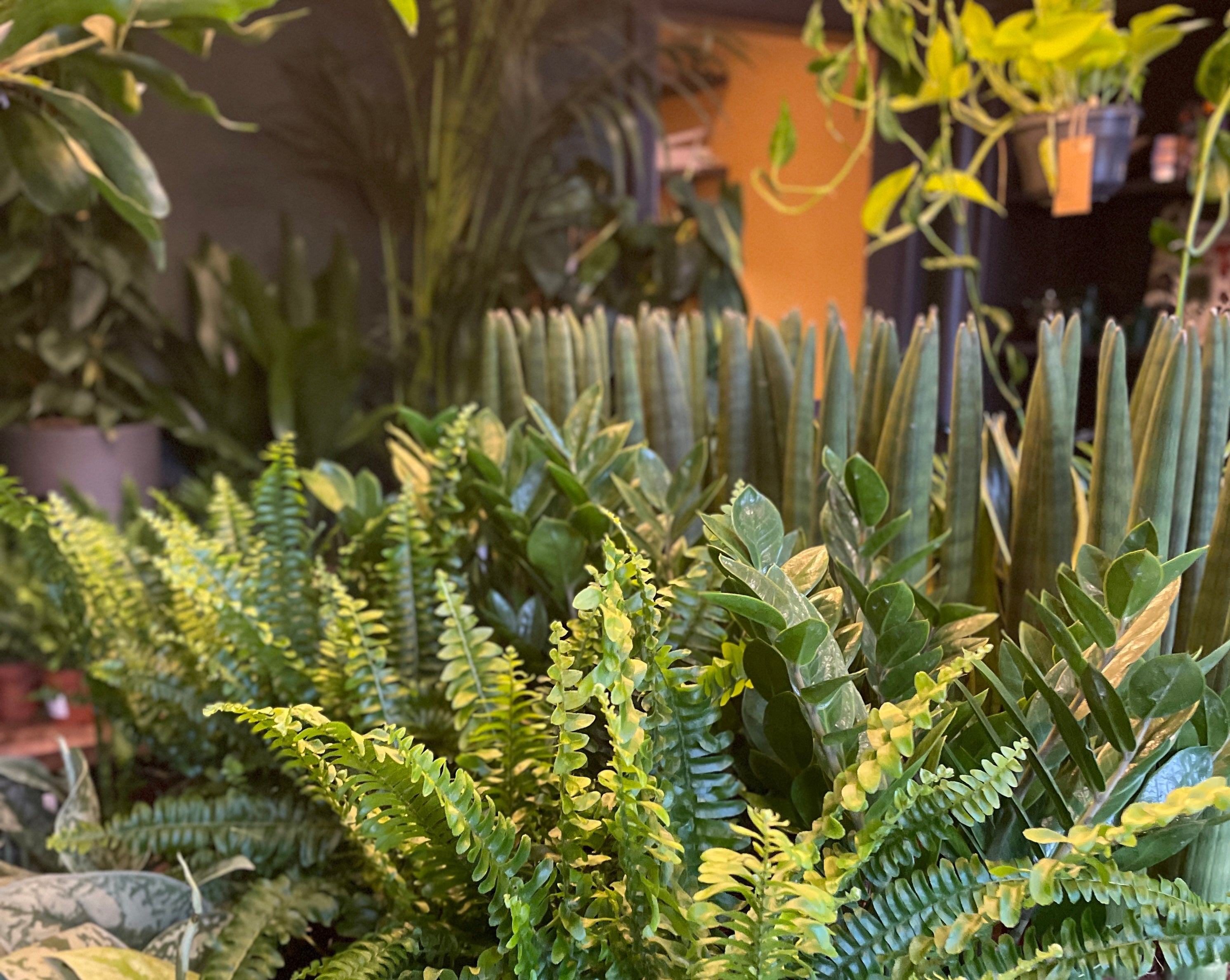 Plants For Bathrooms Without Windows: What Actually Works?