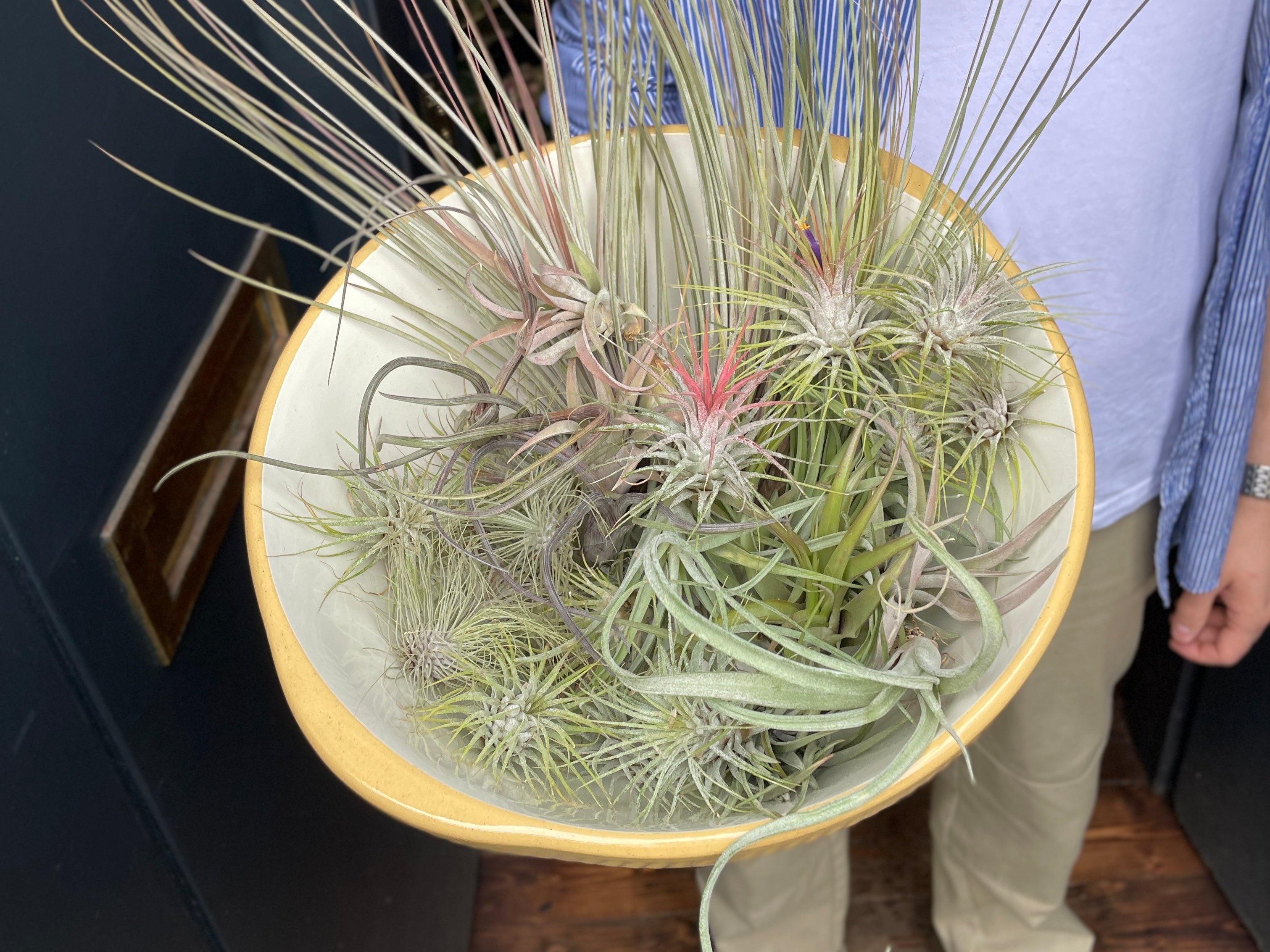 Caring for Tillandsia