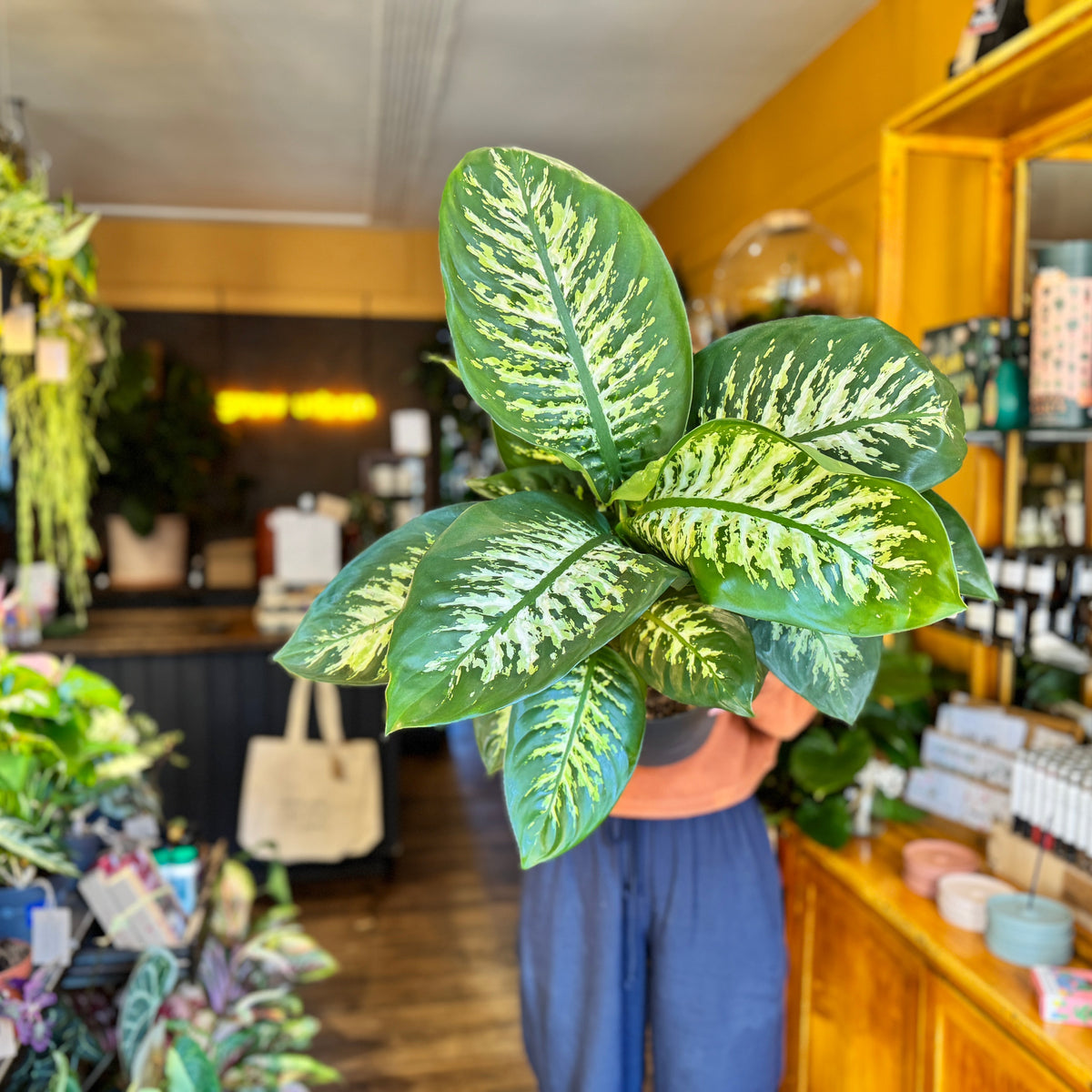 Dieffenbachia Care Guide: How to Keep Your Dumb Cane Thriving Indoors   grow urban.