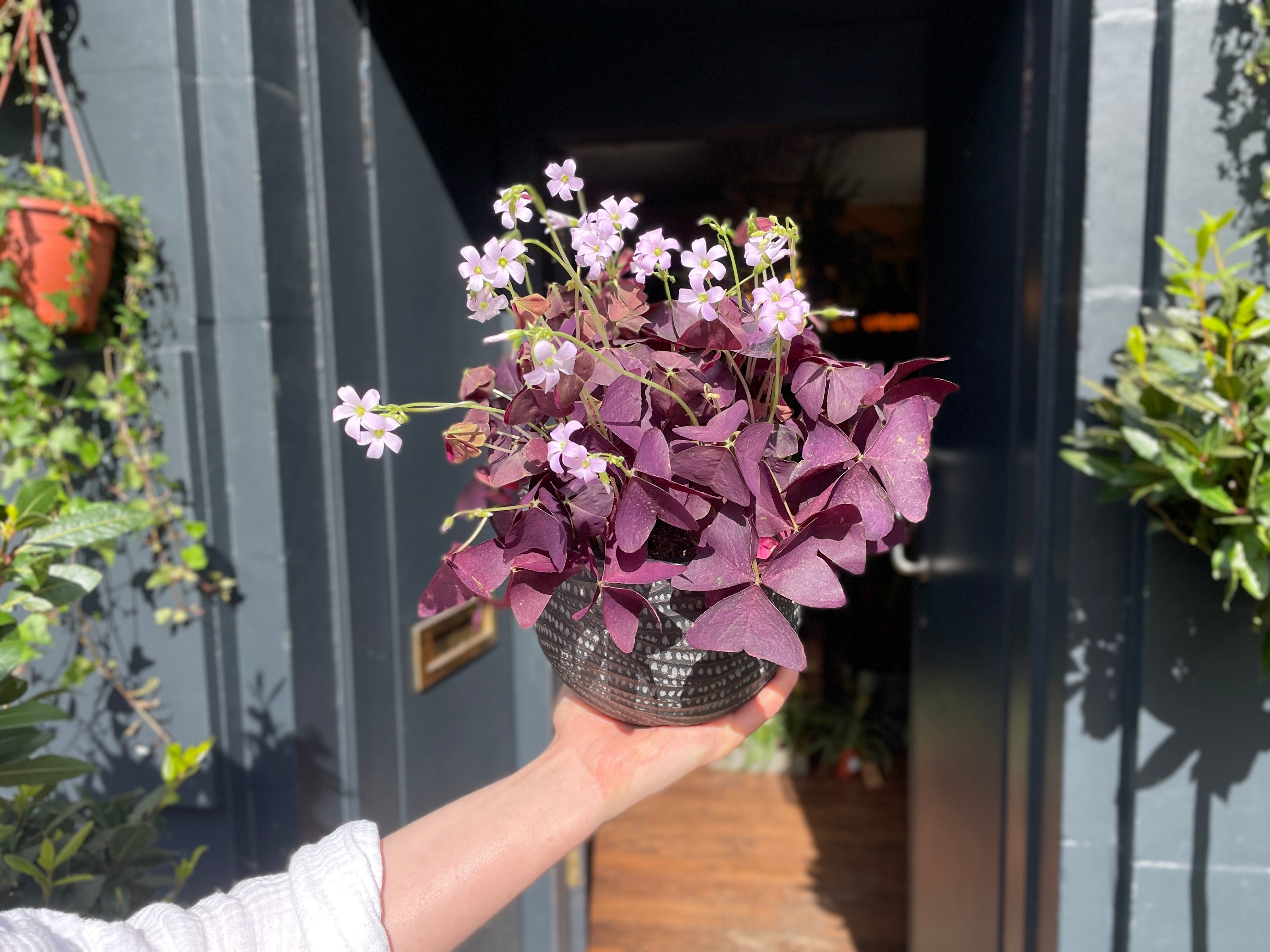 Oxalis triangularis Care Guide UK | How to Grow Purple Shamrock Indoors