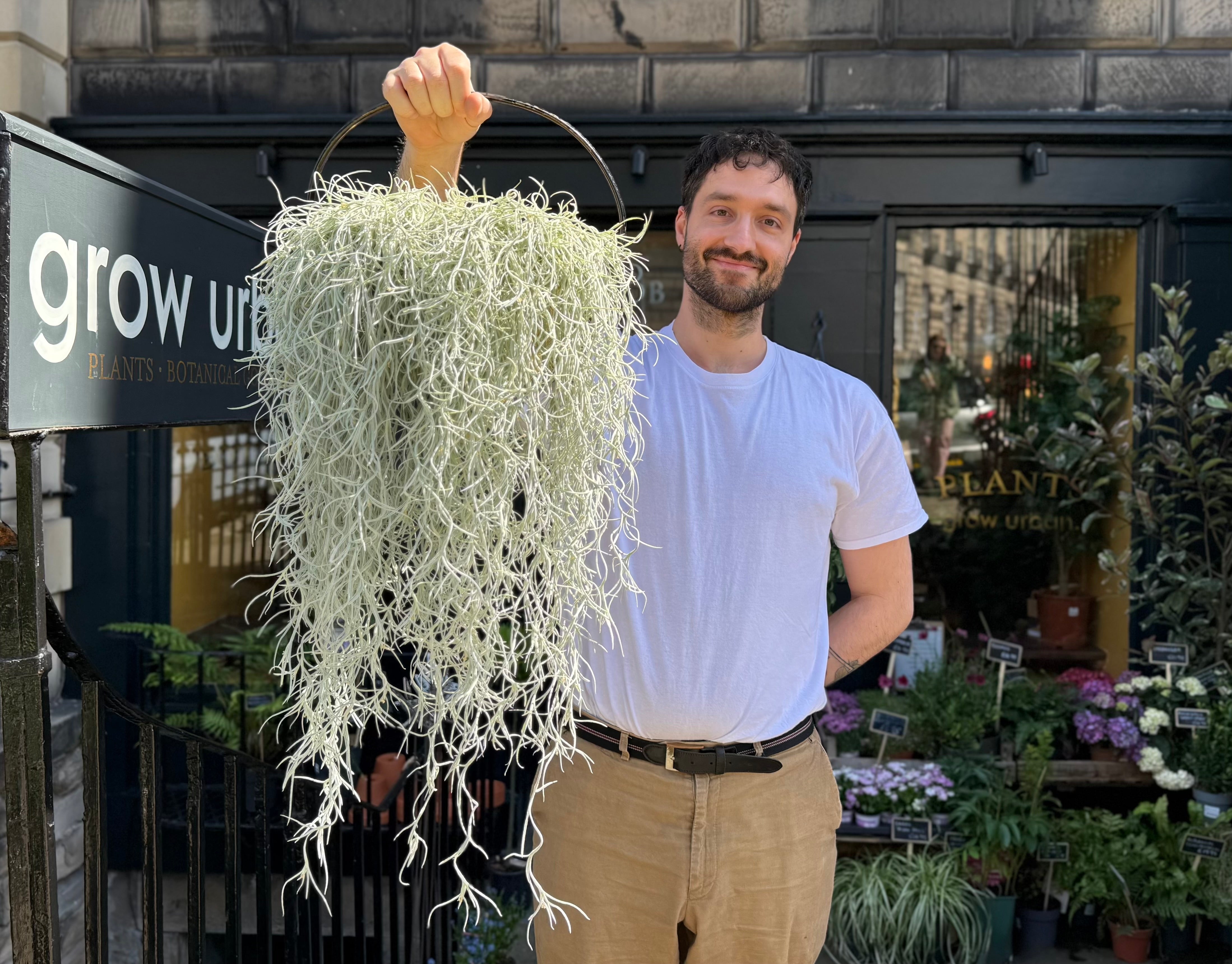 Spanish Moss Care Guide: How to Care for Tillandsia usneoides