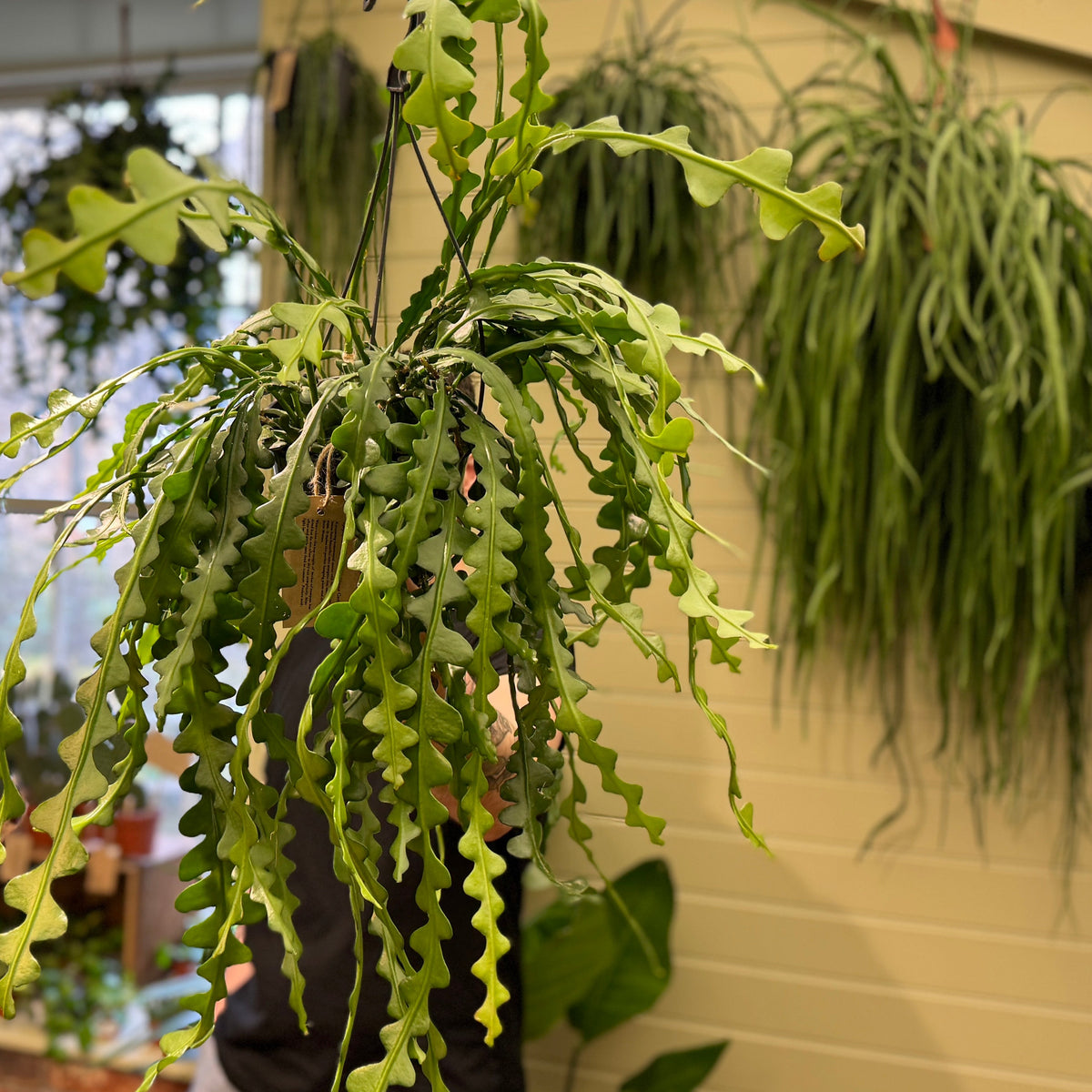 Jungle Cacti Care Guide: How to Care for Jungle Cactus in the UK  grow  urban.
