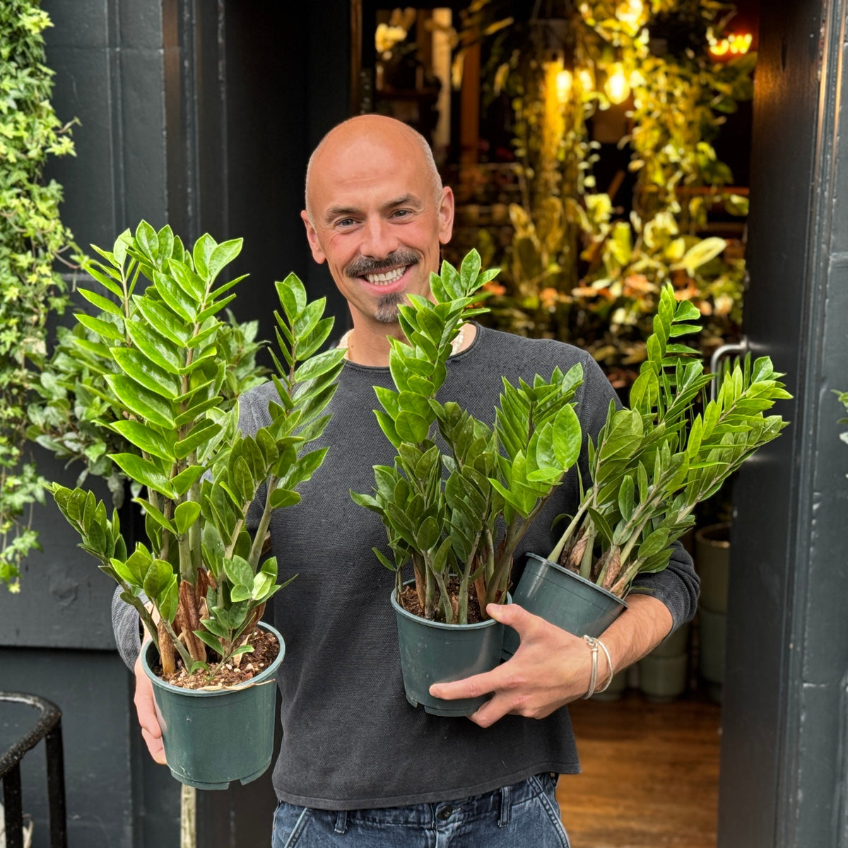 ZZ Plant Care Guide UK | Zamioculcas zamiifolia Care  grow urban.