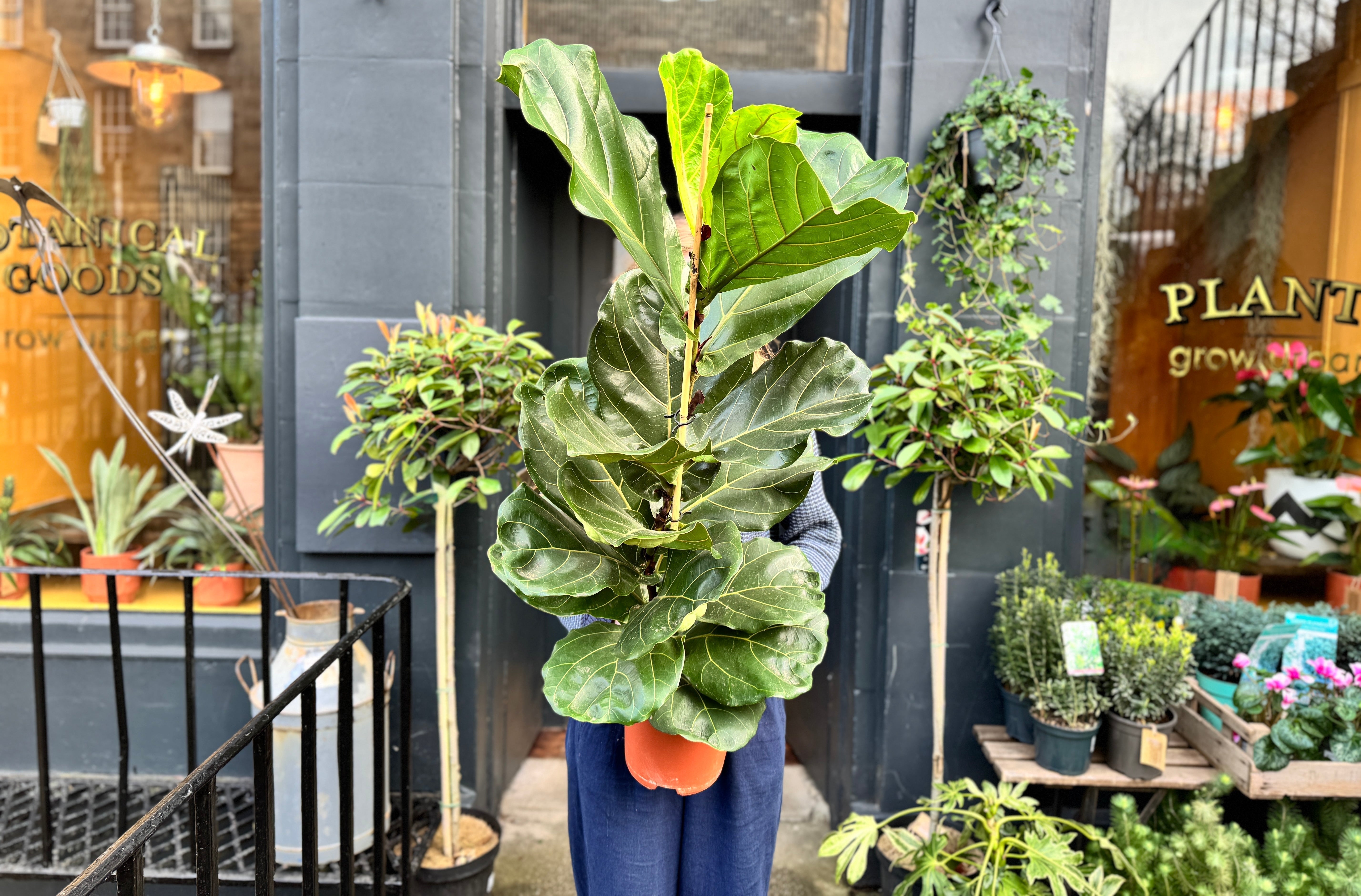 Ficus Care Guide: How to Grow Healthy Ficus Plants Indoors