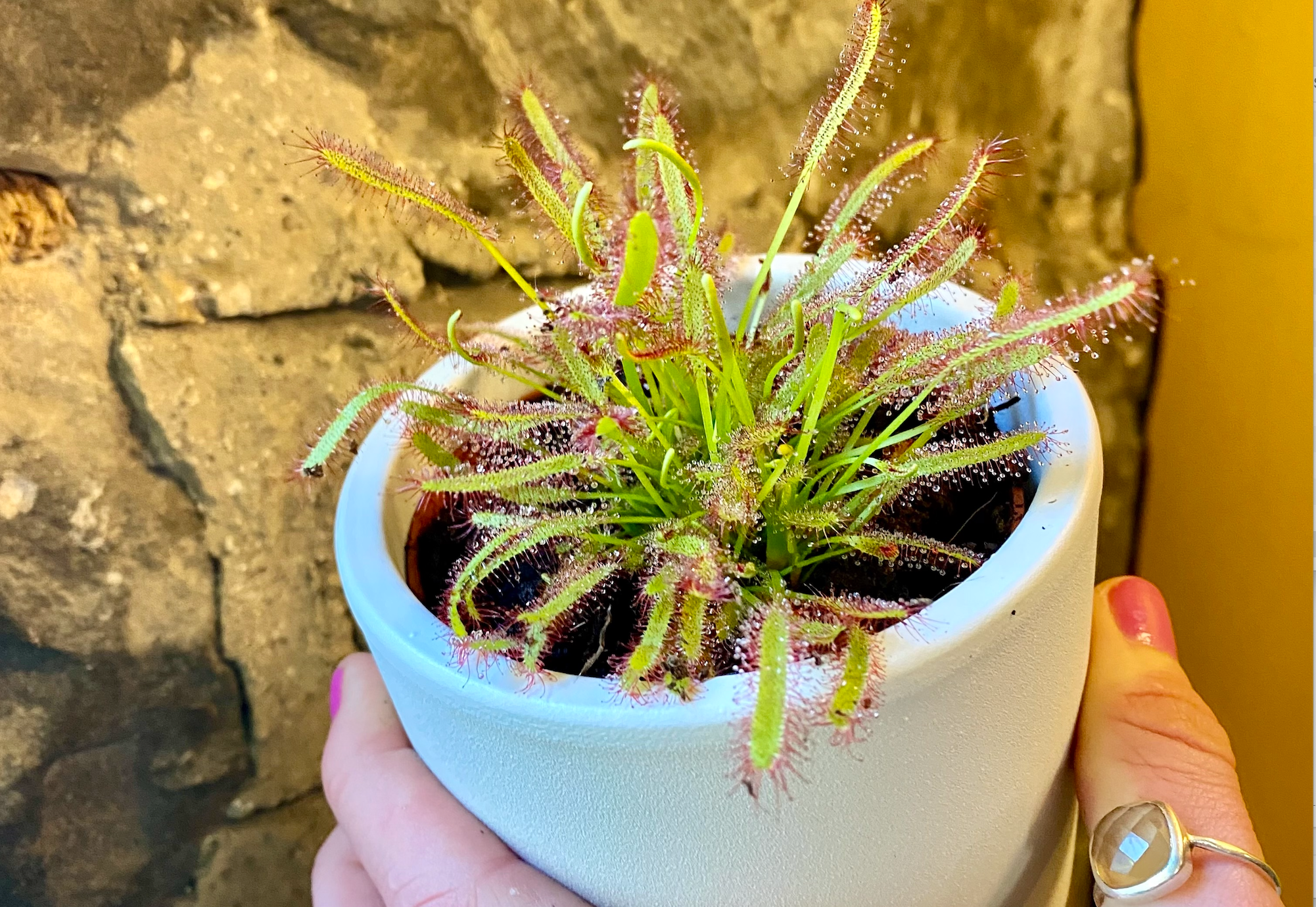 The Fascinating World of Carnivorous Plants