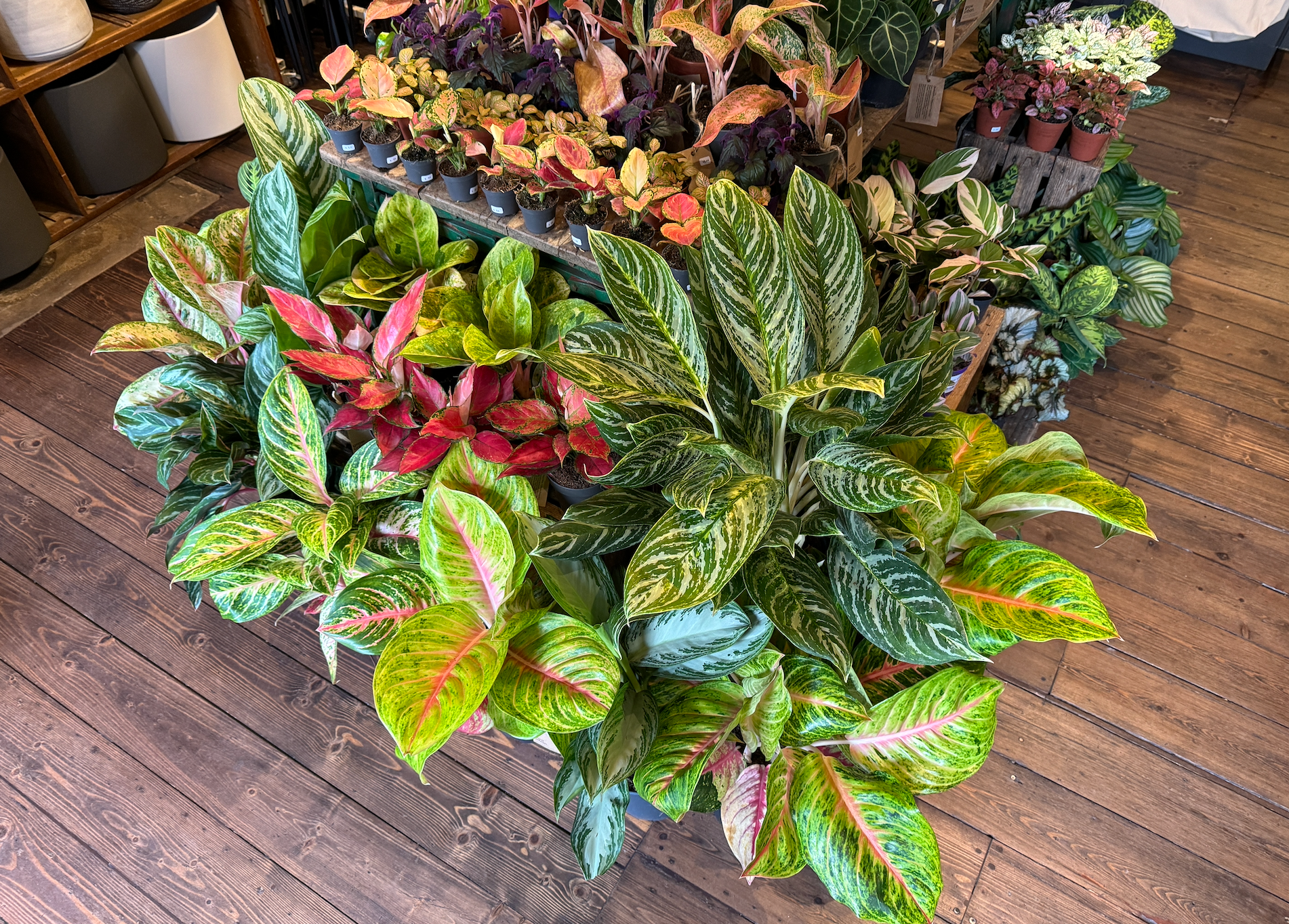 Caring for Aglaonema in the UK