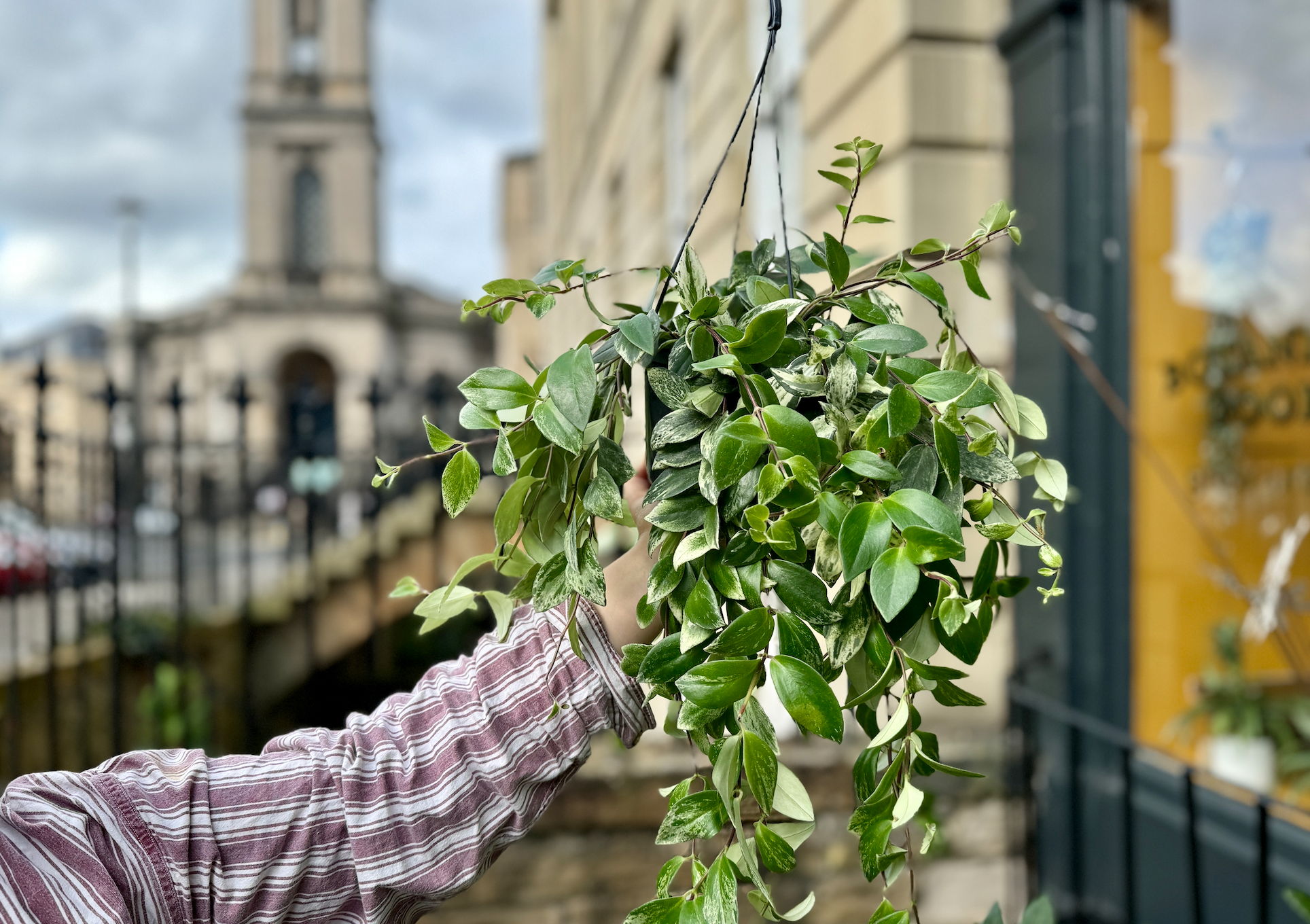 Care Guide; Aeschynanthus aka the Lipstick Plant